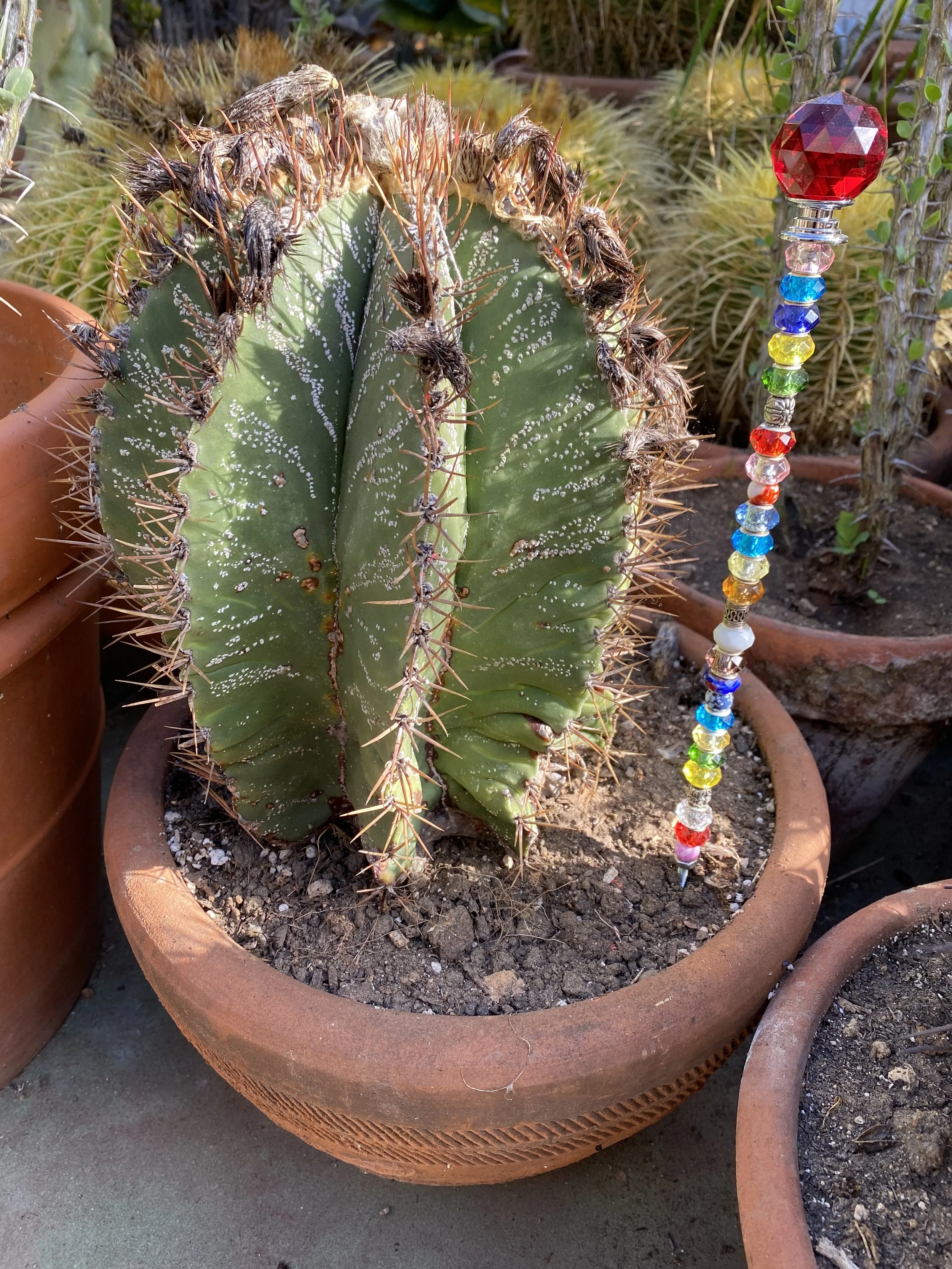 A large potted cactus with thick green pads, spines, and dried flower remnants. Next to the cactus is a Garden Stick or Fairy Wand decoration made of colorful glass beads. The pot is made of terra cotta.