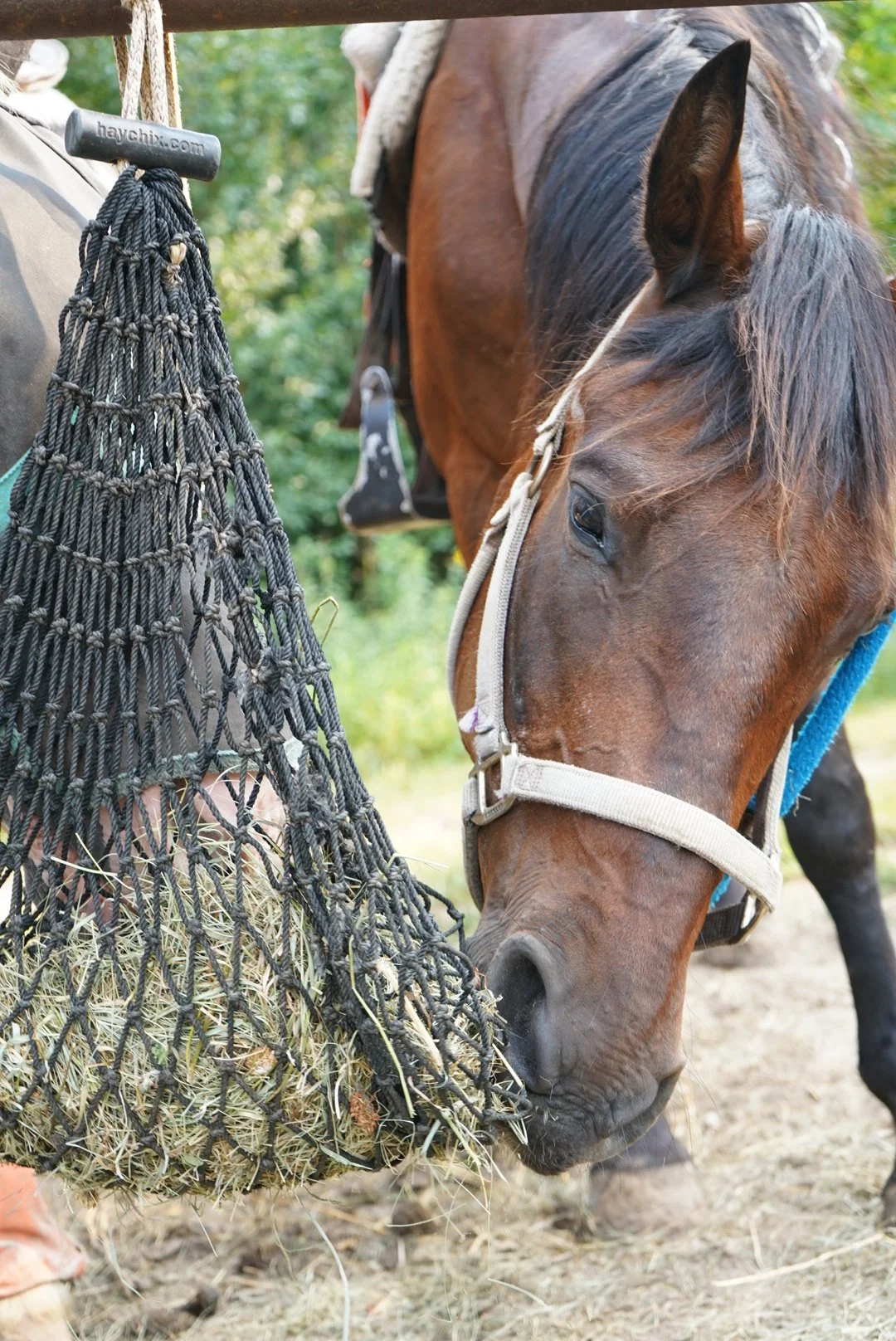 A brown horse wearing a halter is eating hay from a hay net hanging from a hook. The background includes green trees and sunlight.