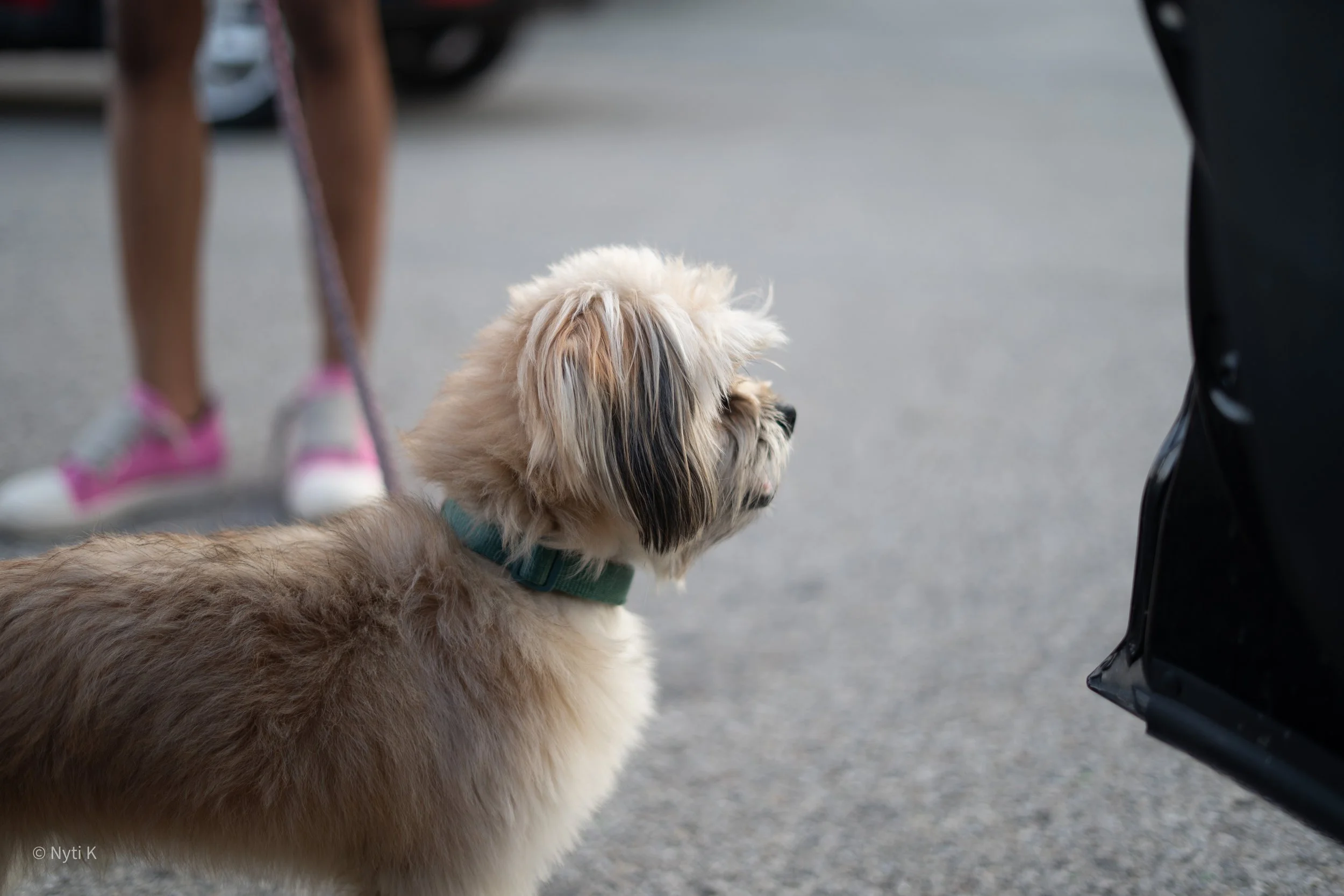 A fluffy small dog with light brown and white fur and a blue collar is sitting on a street, looking attentively at a person near a black vehicle.