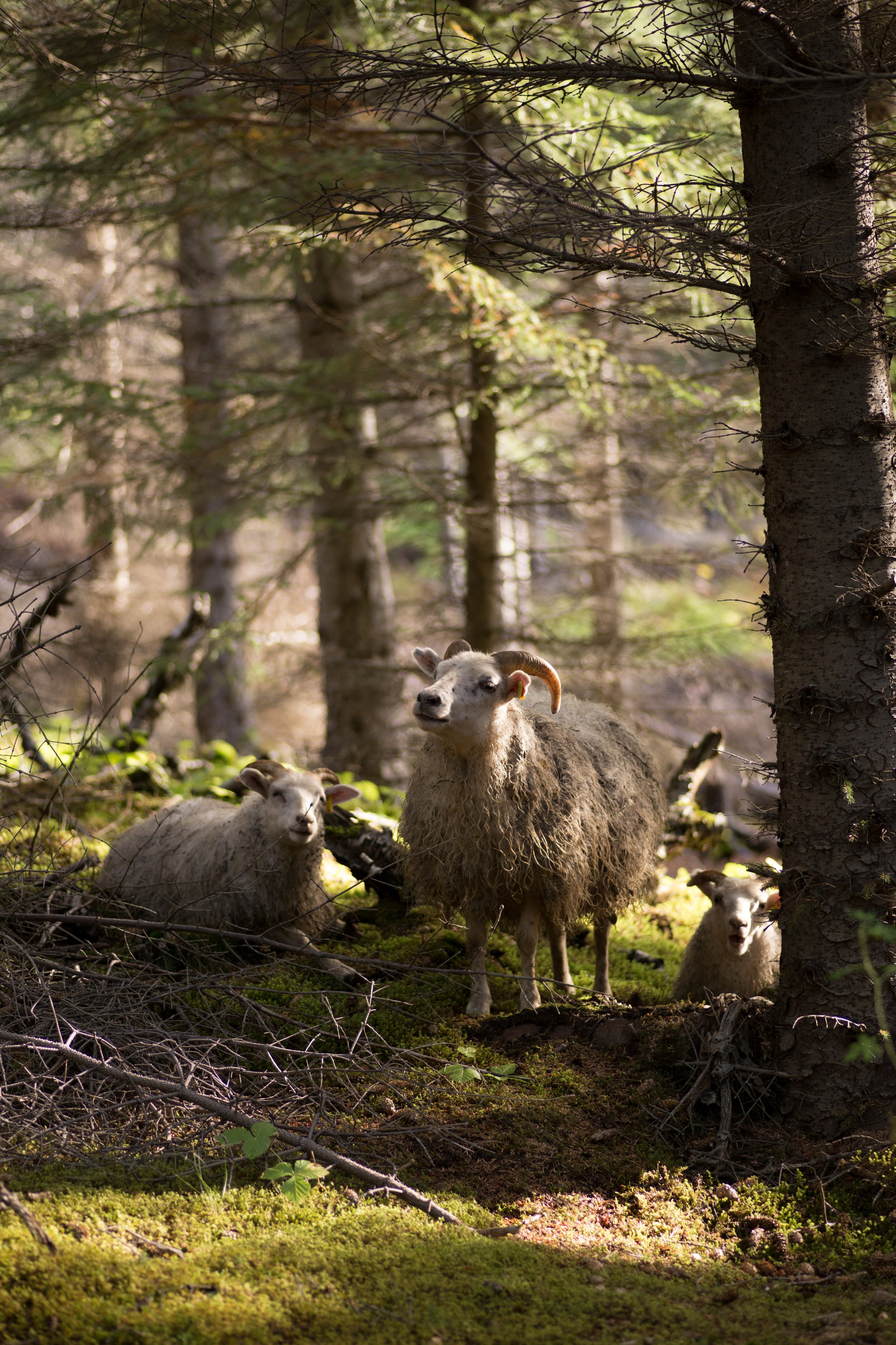 sheep forest.jpg