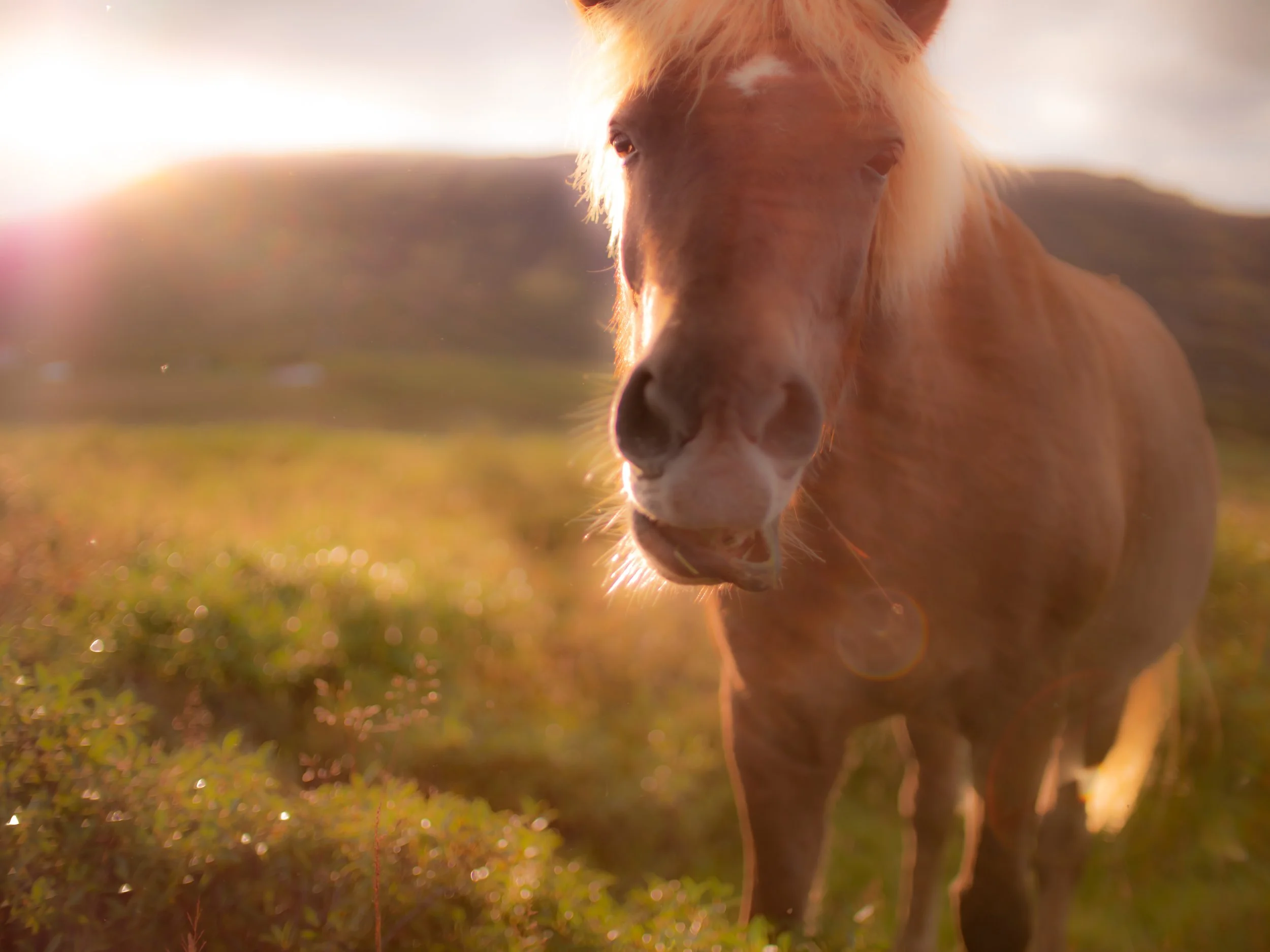 Dreamy Icelandic horse bokeh summer.jpg