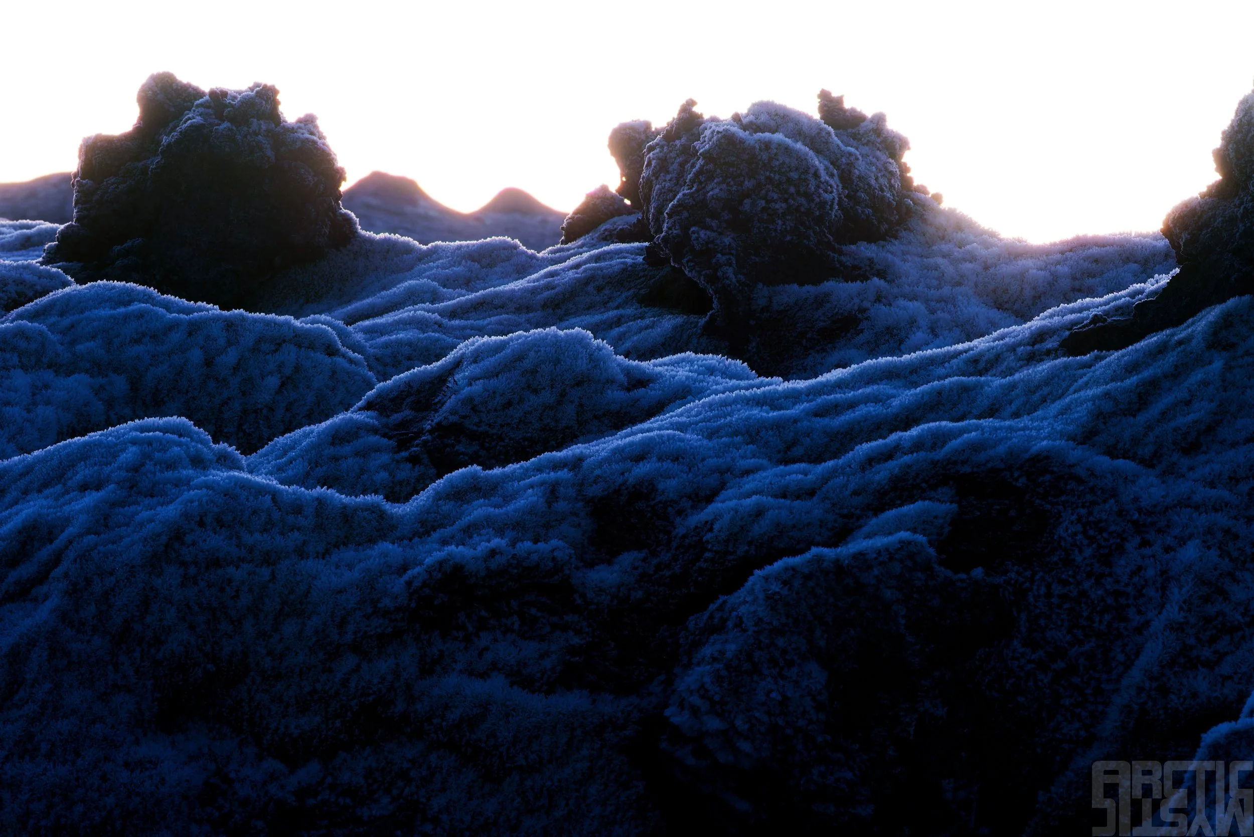 DSC06976 frosty moss boss.jpg