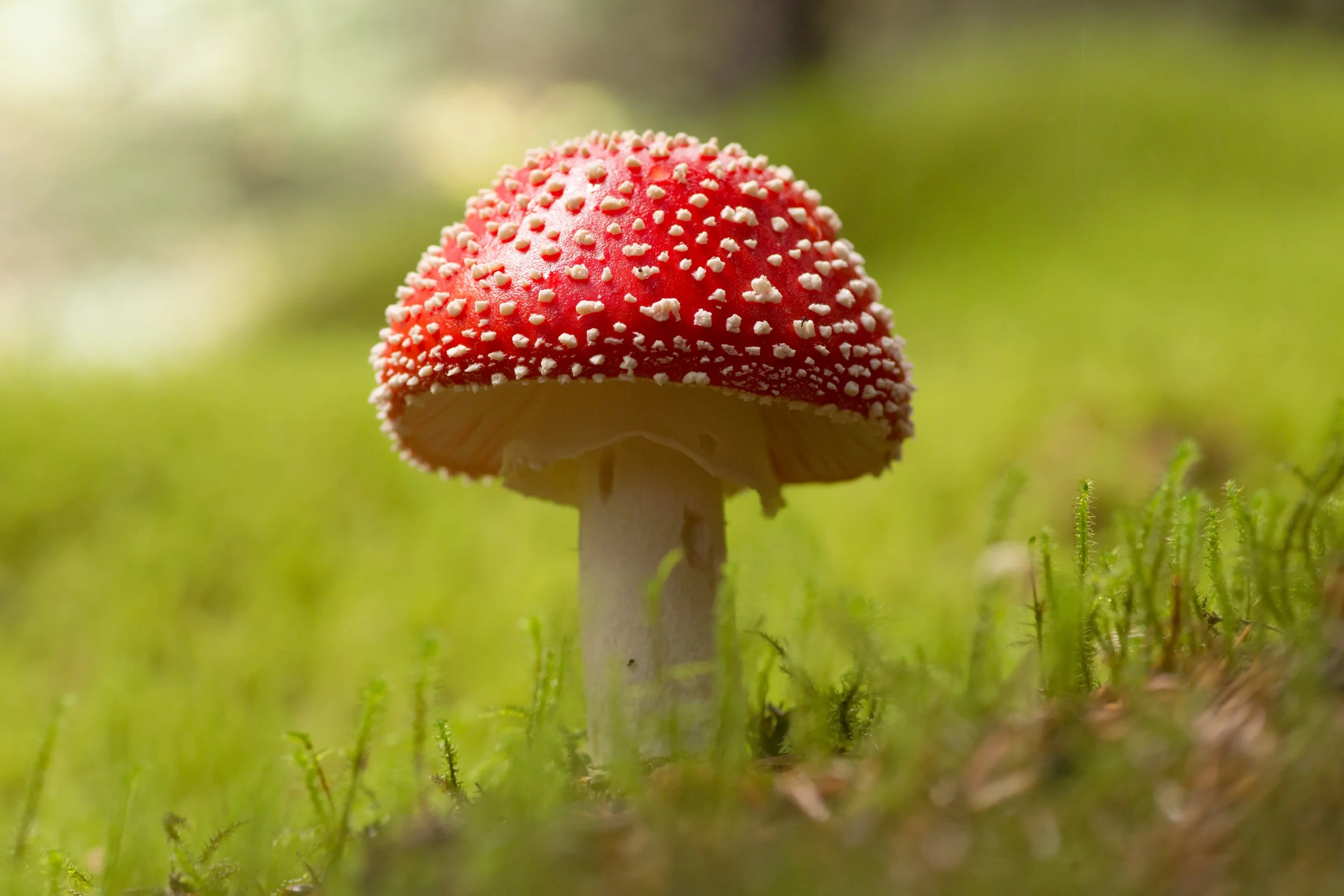 amanita ideal TK cap sharper.jpg