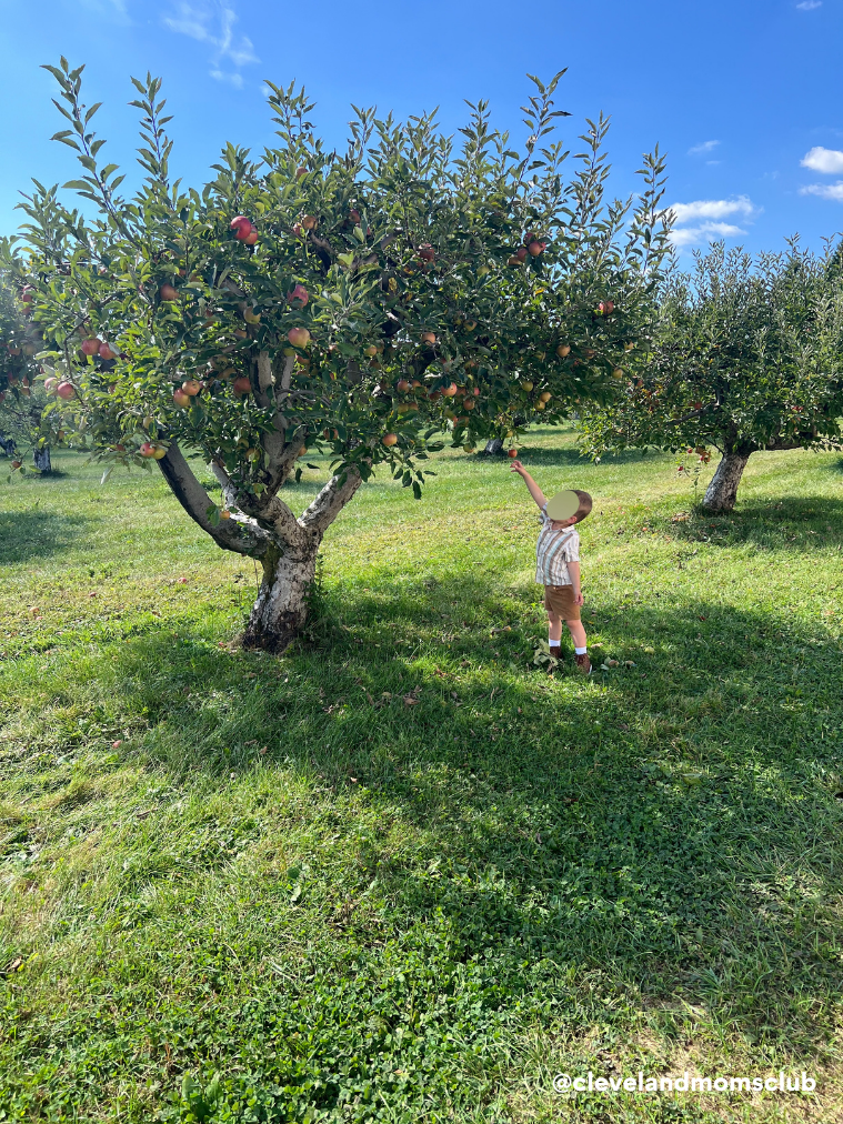 A young boy in a striped shirt, shorts, and a sun hat standing on grass and reaching up toward an apple tree with ripening apples, under a blue sky with a few clouds.