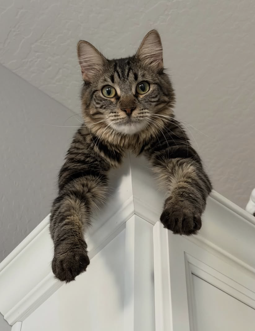 Mary_Rose_Cat.png