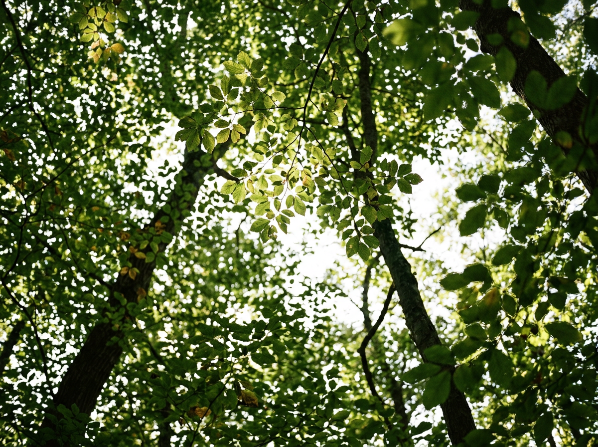 Looking up at a canopy of green leaves on trees with sunlight filtering through the gaps.