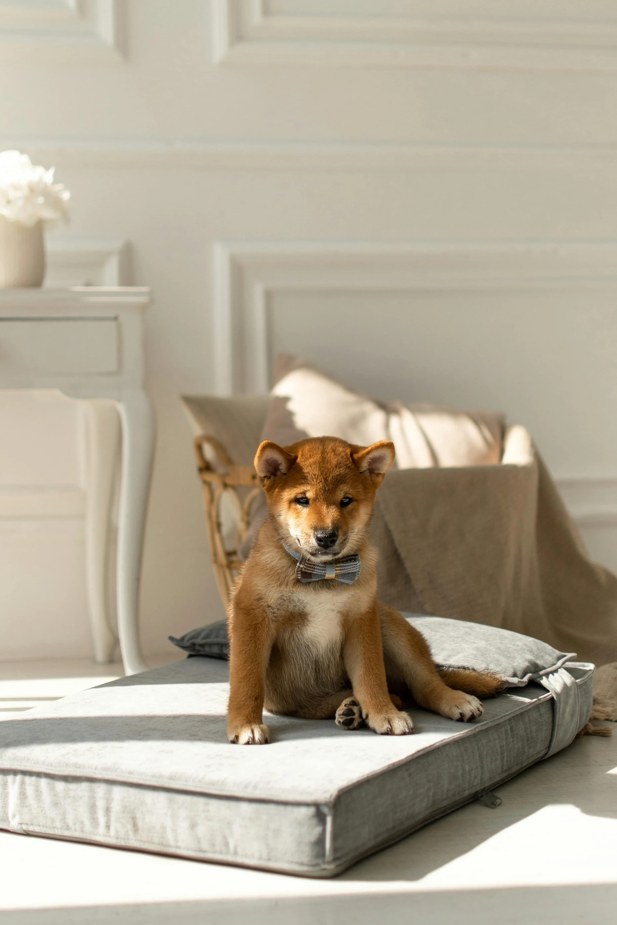Filhote de cachorro sentado em um colchão, com fundo de parede branca e móveis decorativos