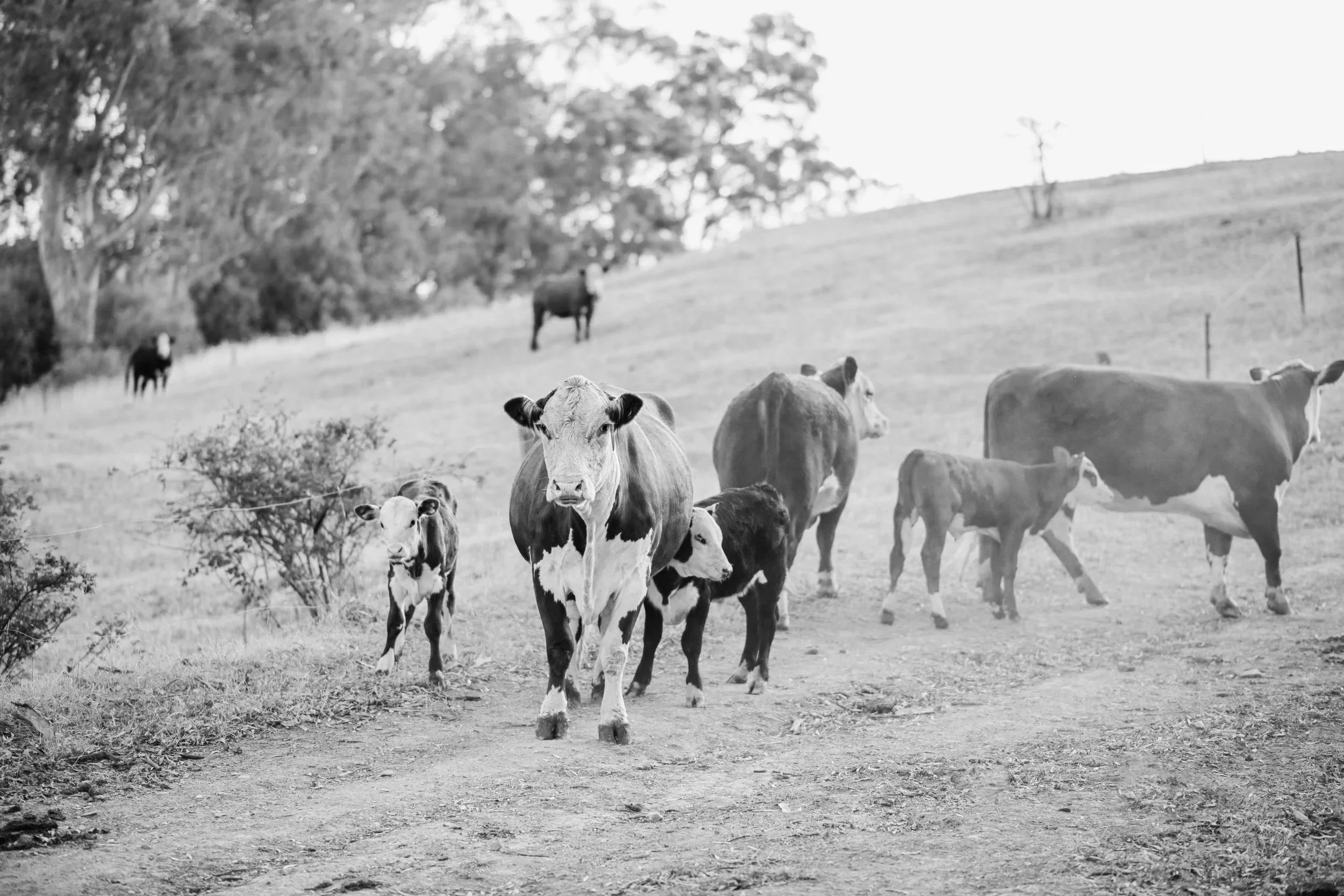 Poll Hereford cows and calves grazing on a hillside, with trees and open land in the background.