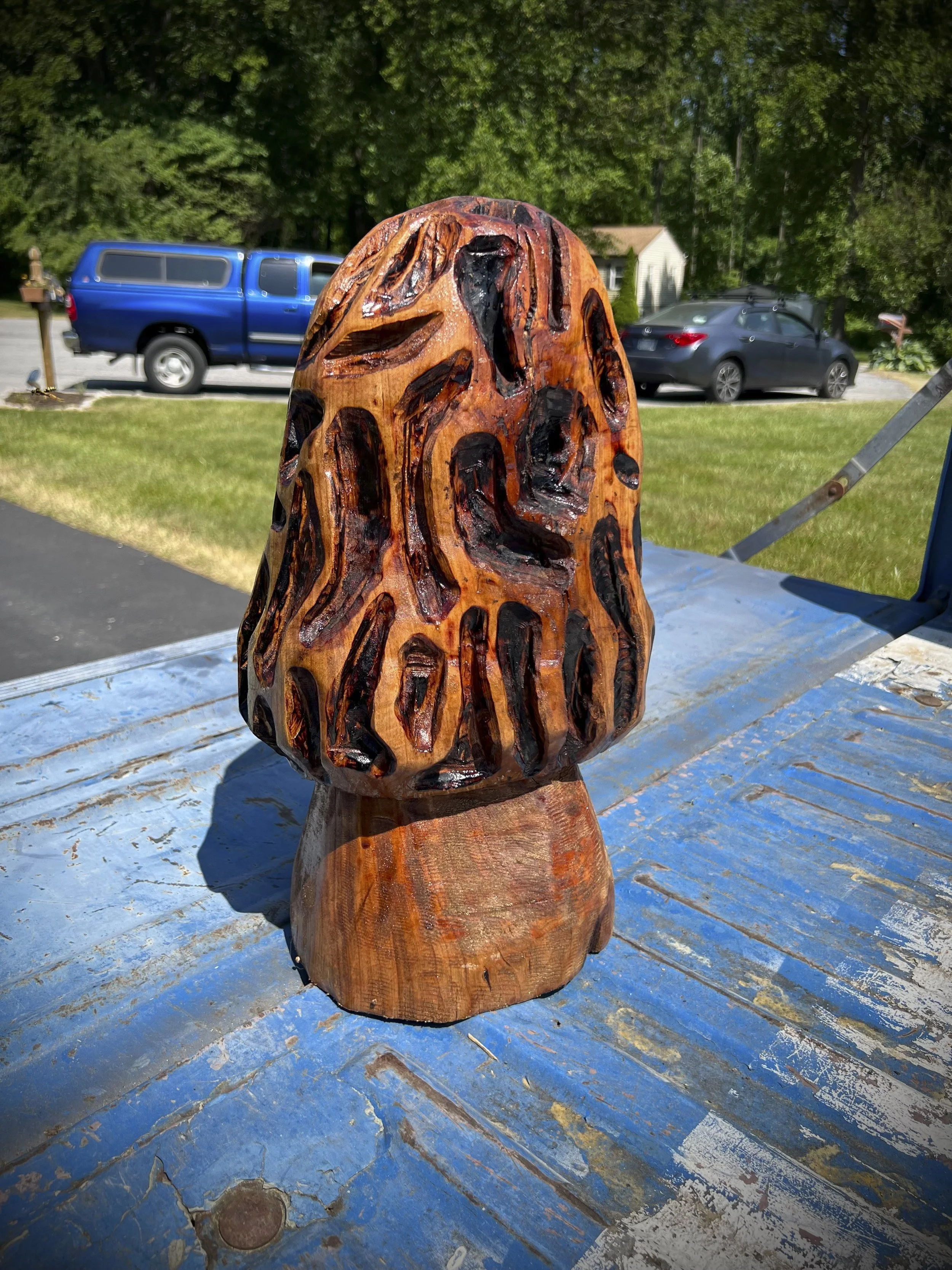 Morel Mushroom
