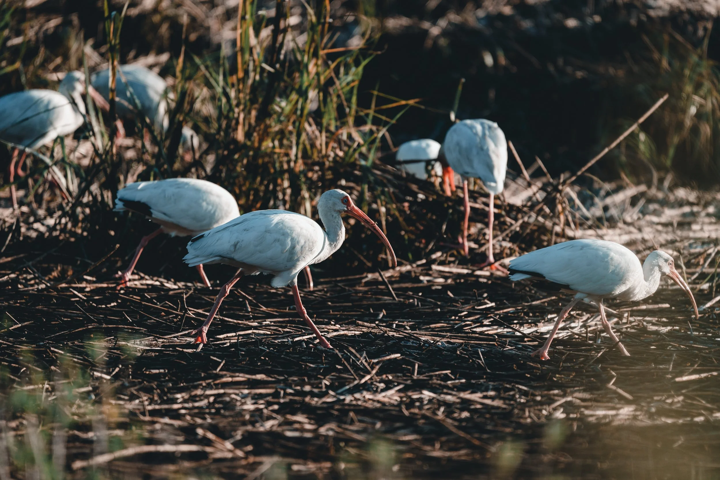 A group of white storks with long red beaks and pinkish legs standing on a nest made of twigs in a marshy area surrounded by tall grass.