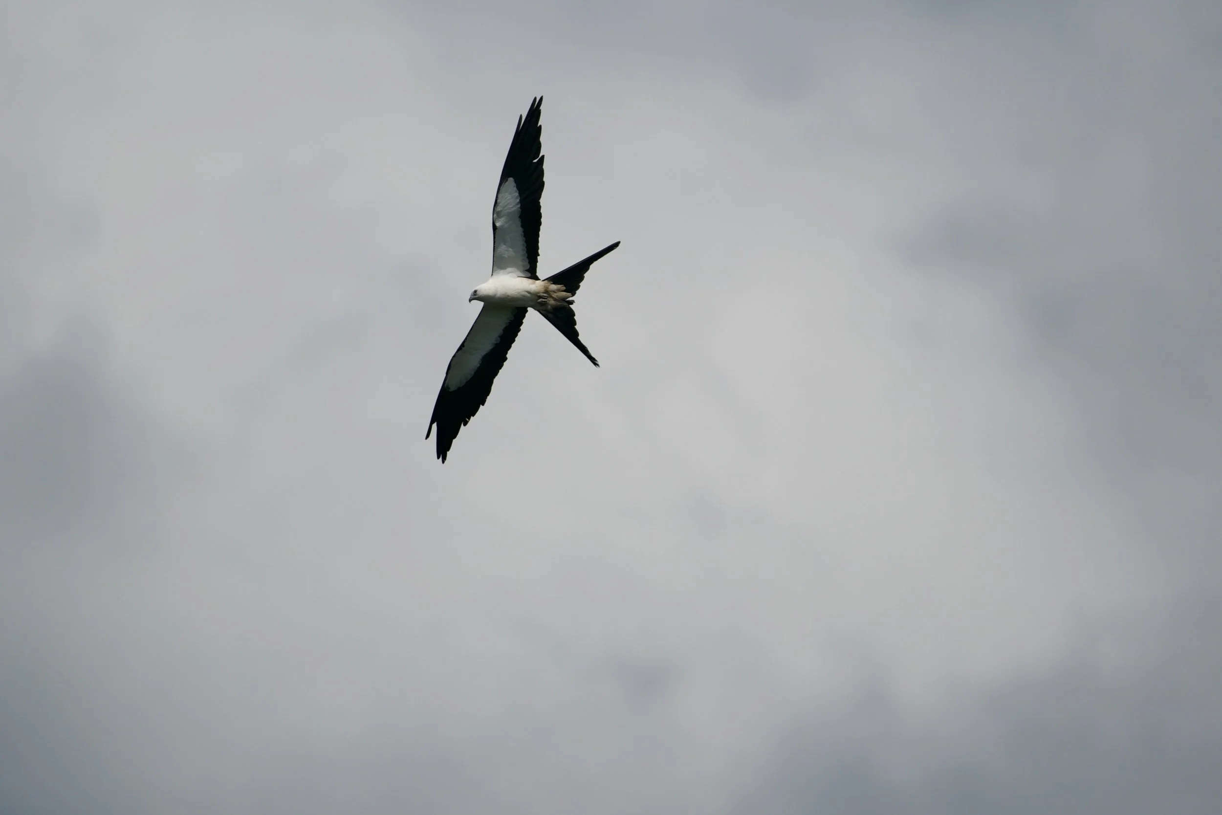 A bird soaring through a cloudy sky.