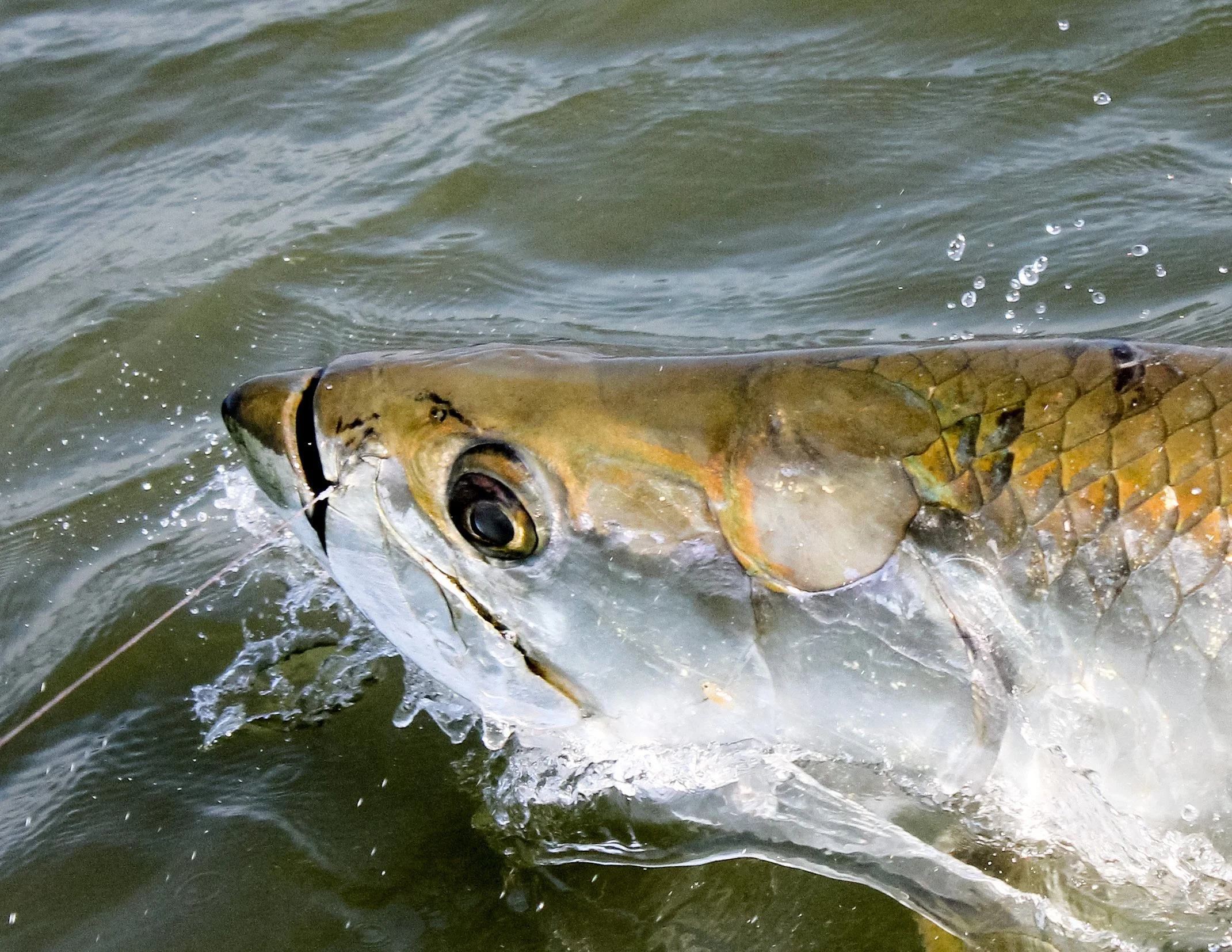 Close-up of a fish swimming in water.