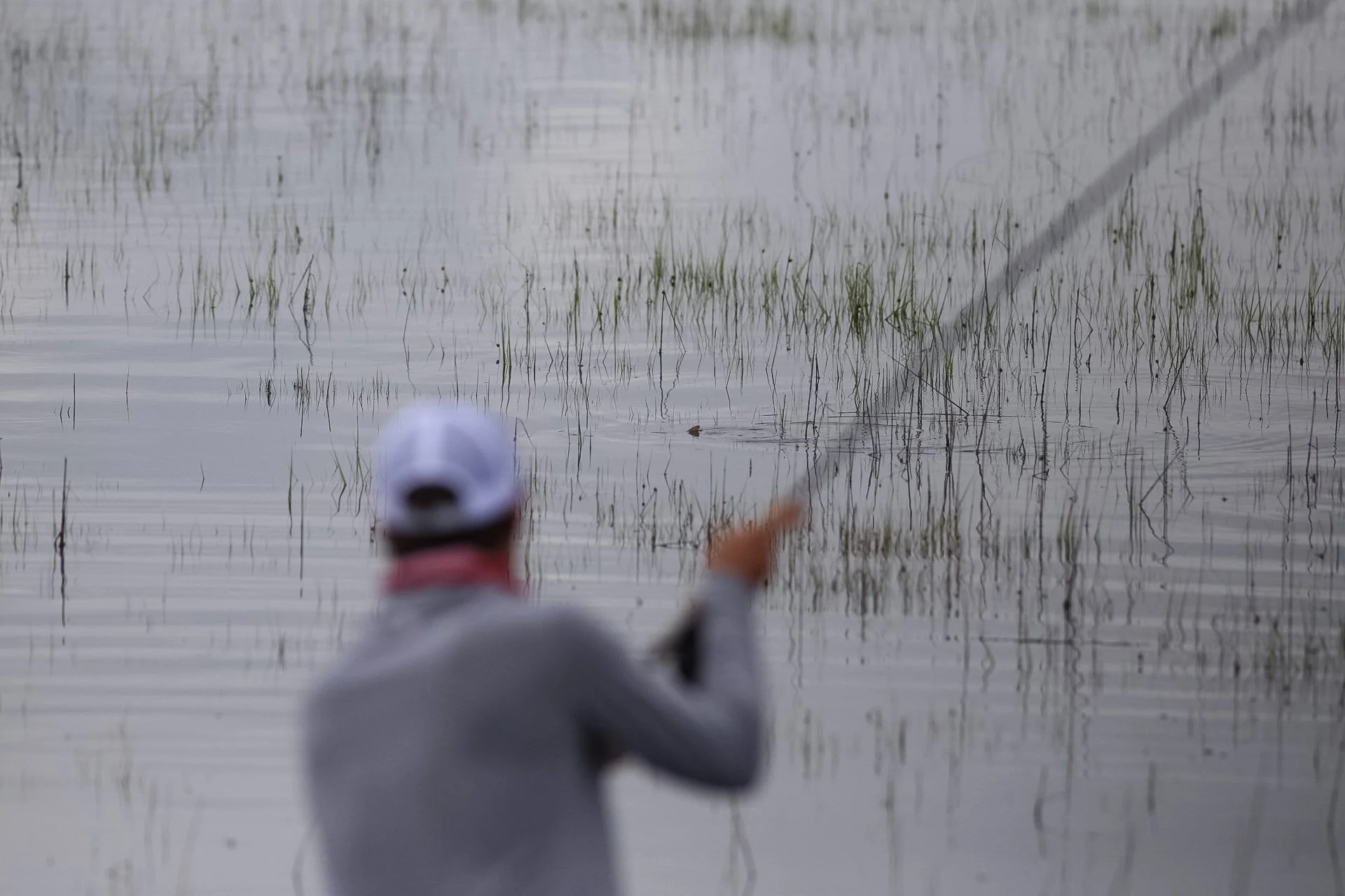 Person in a white cap and gray shirt fishing in a shallow, marshy wetland with grass and water plants.
