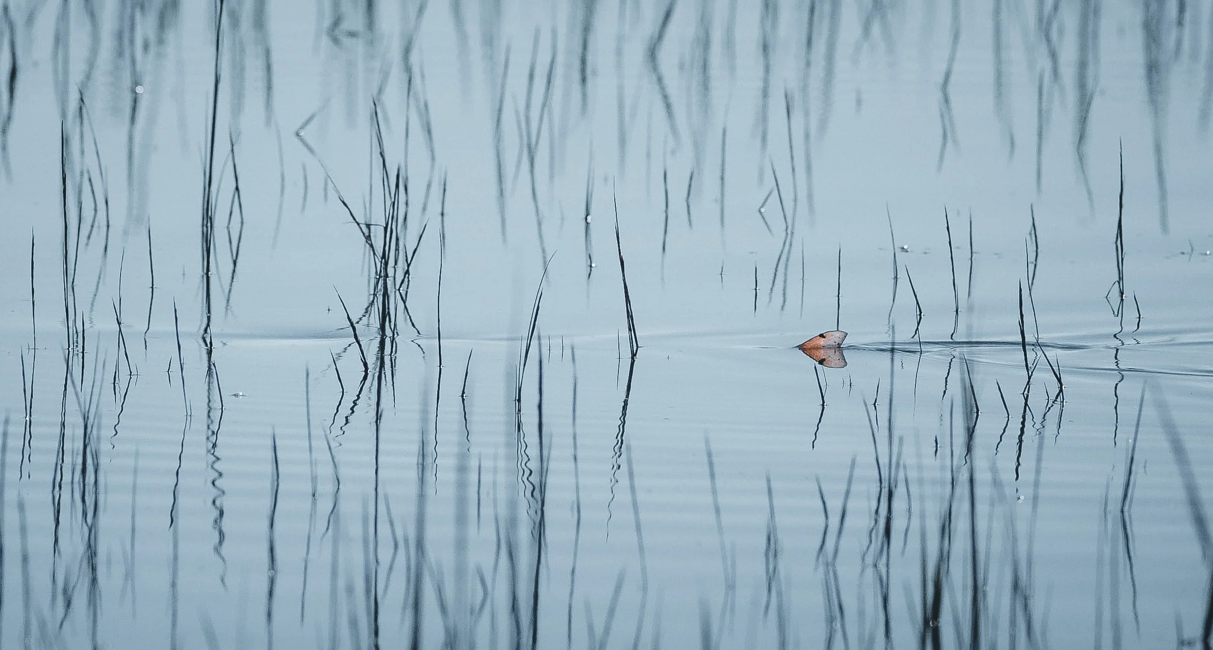 A calm body of water with reeds and a single leaf floating on the surface, creating reflections.