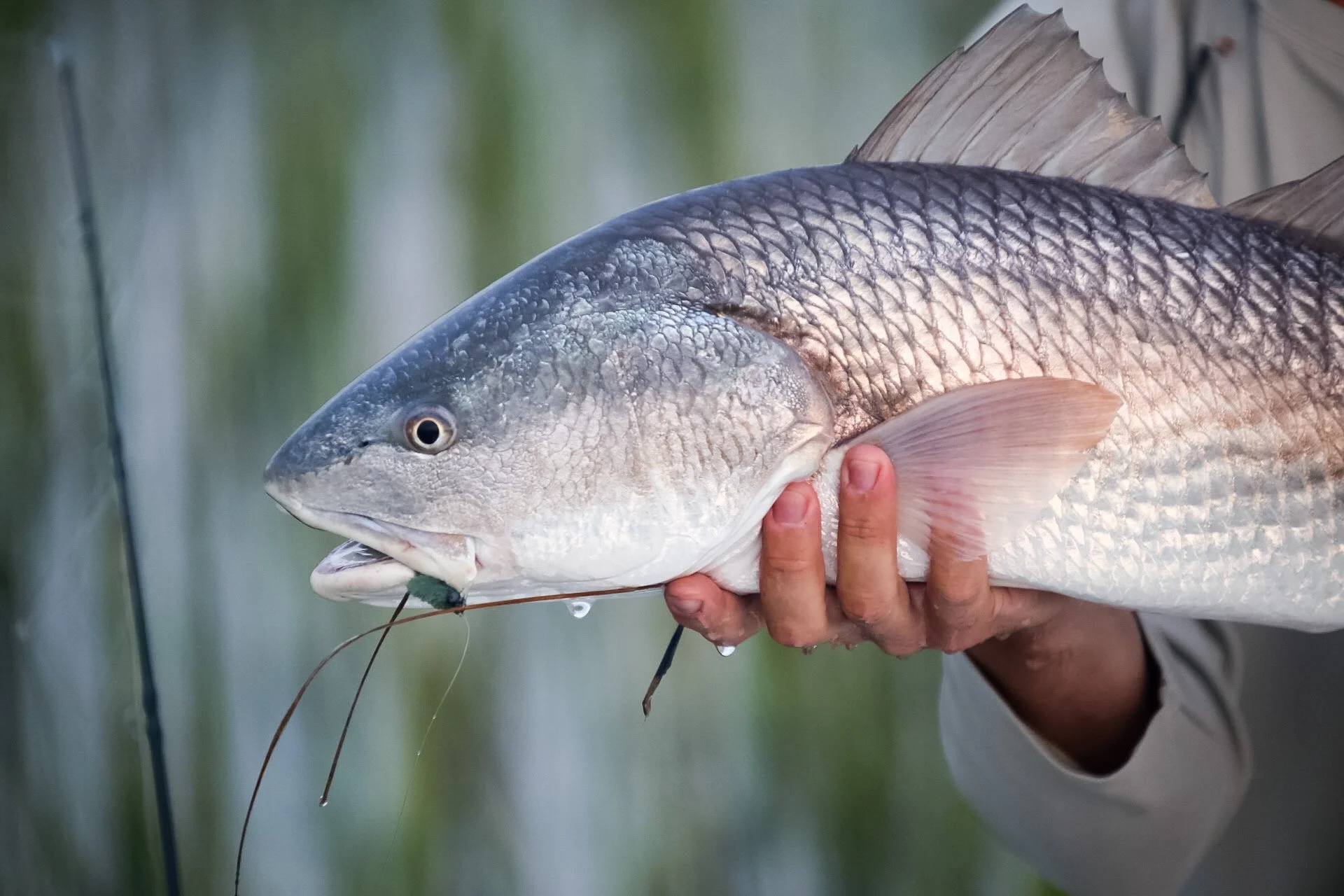 Close-up of a person holding a large fish, possibly a red drum or similar species, with hand visible gripping the fish's body. The fish has shiny scales and a prominent dorsal fin. The background appears to be water or a natural outdoor setting.