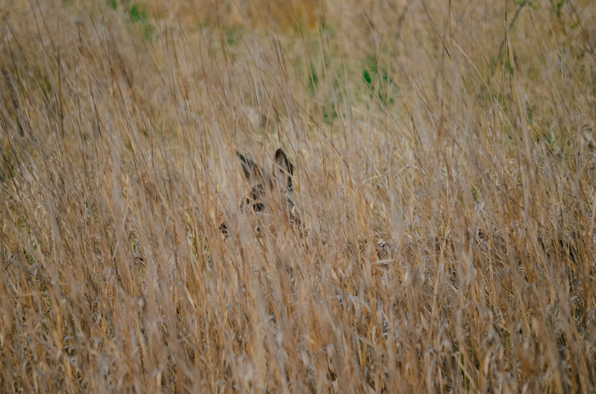 DSC_0050.jpg