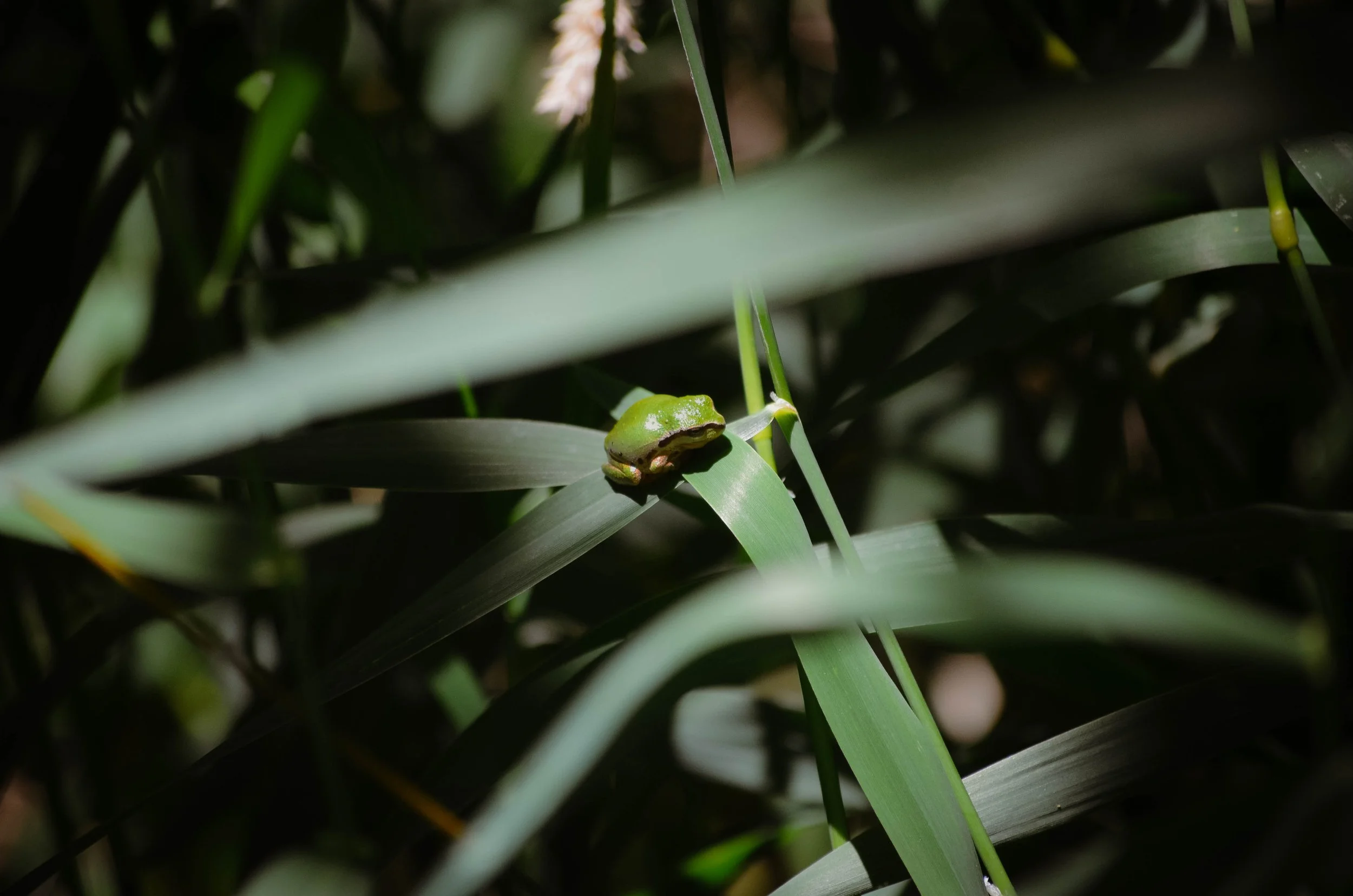 DSC_0179.jpg
