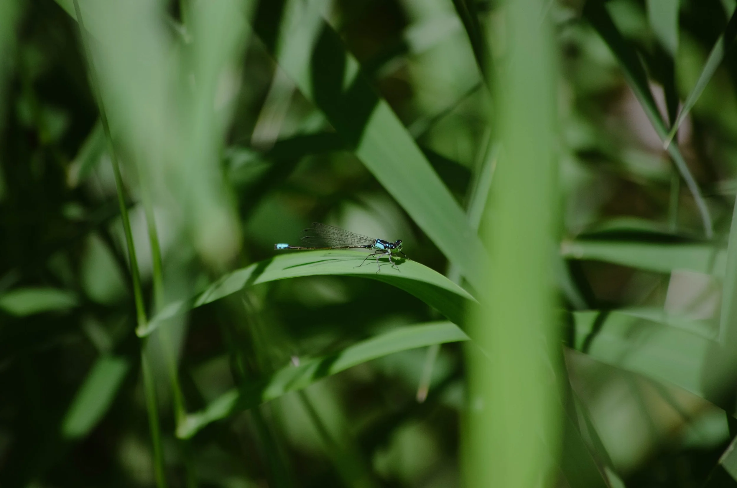 DSC_0223.jpg