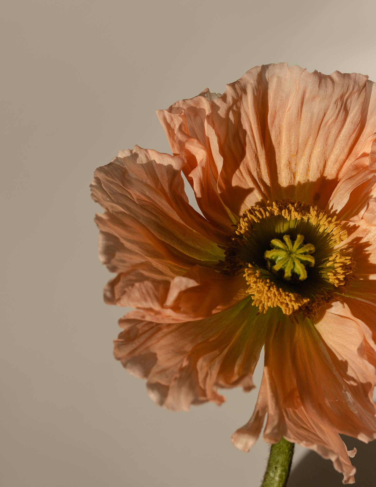 Close-up of a pink poppy flower with a green stem against a plain background.