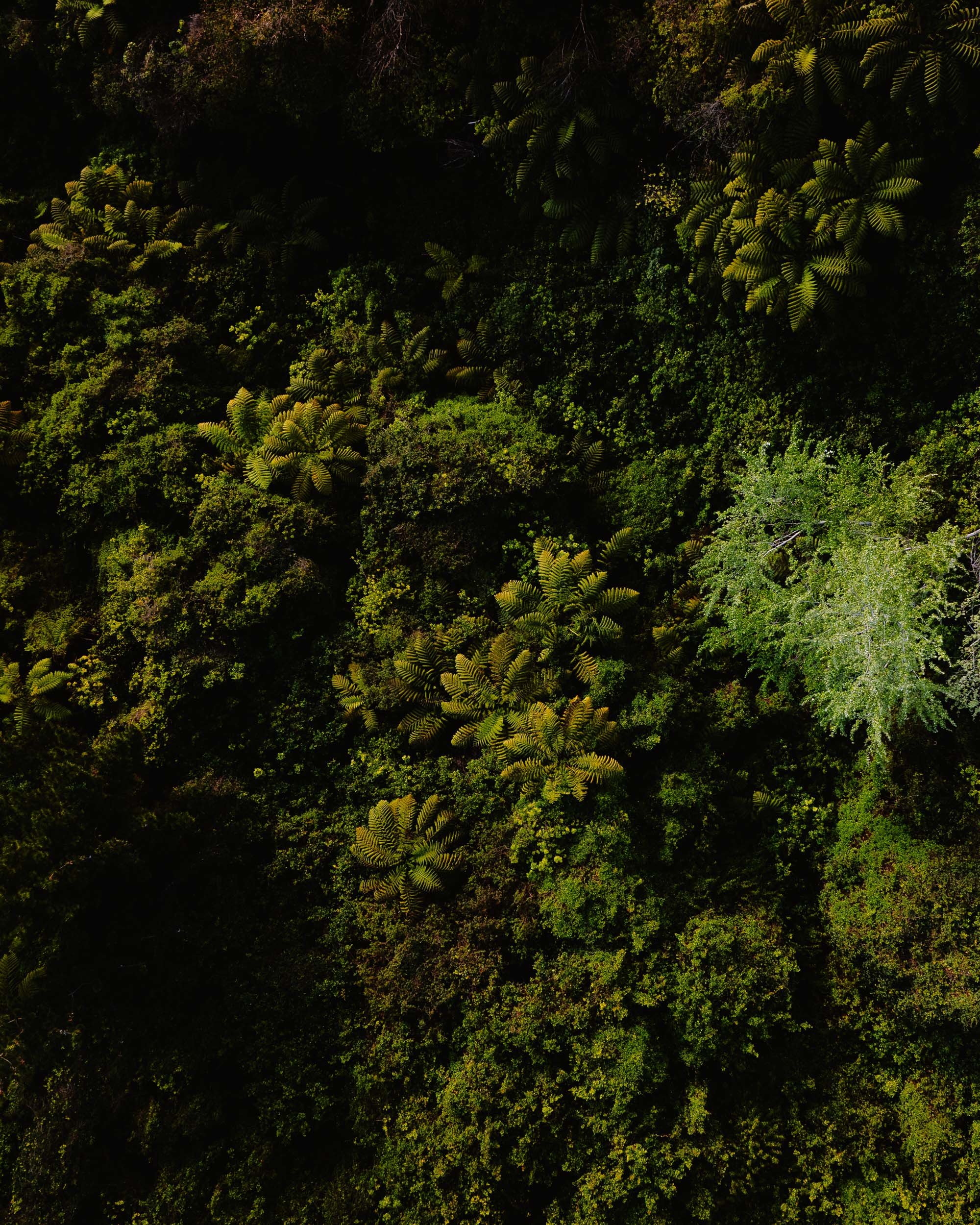 GIBBINS_DJI_Motueka_091024-68.jpg