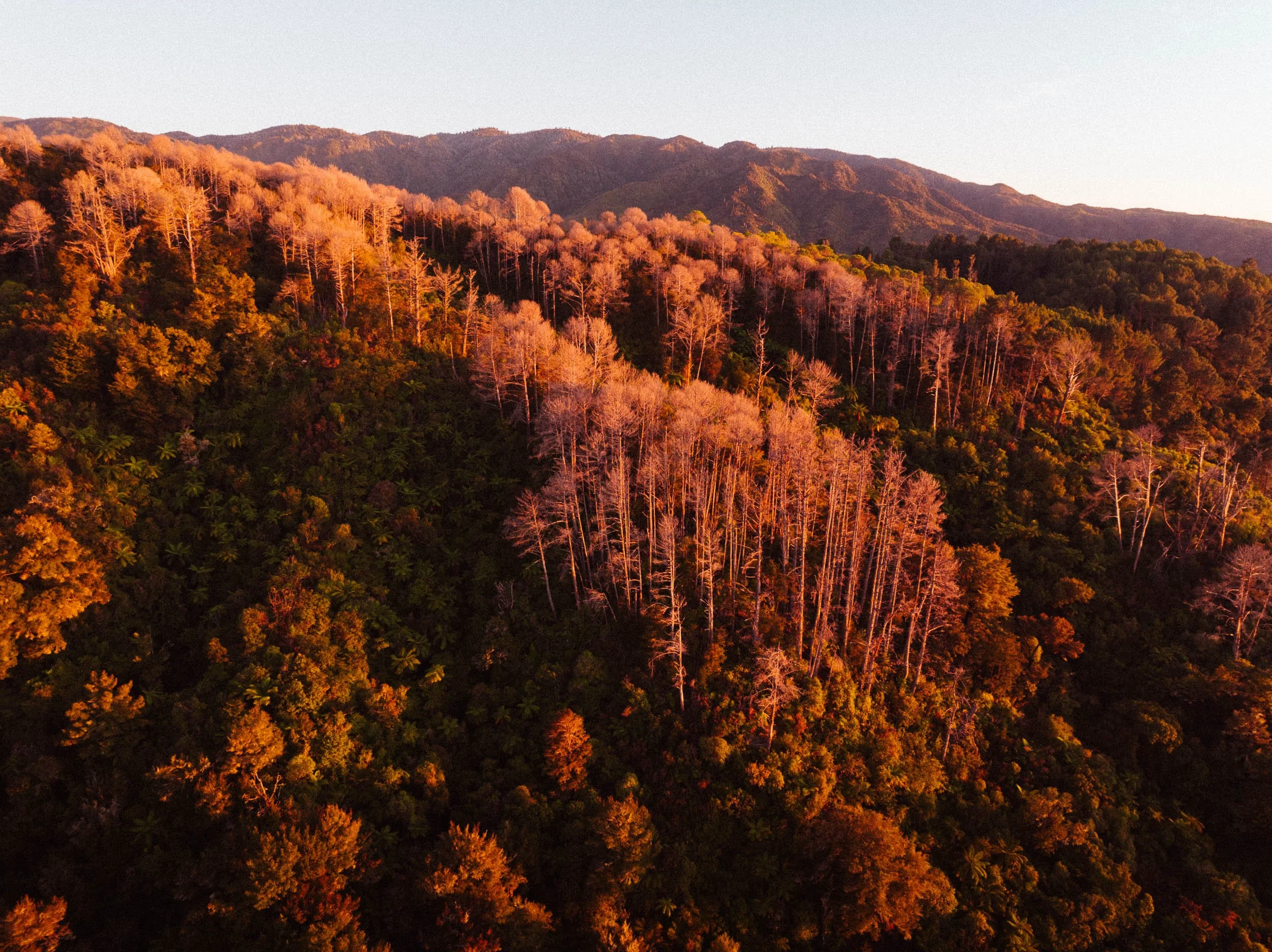 GIBBINS_DJI_Marahau_151024-63.jpg