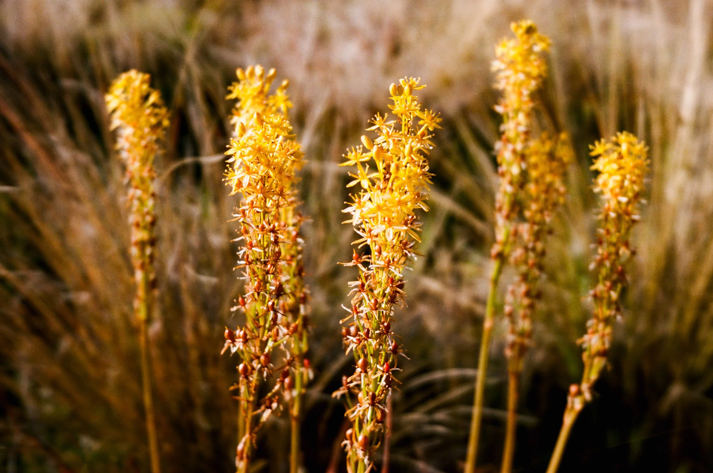 GIBBINS_000052060013.jpg