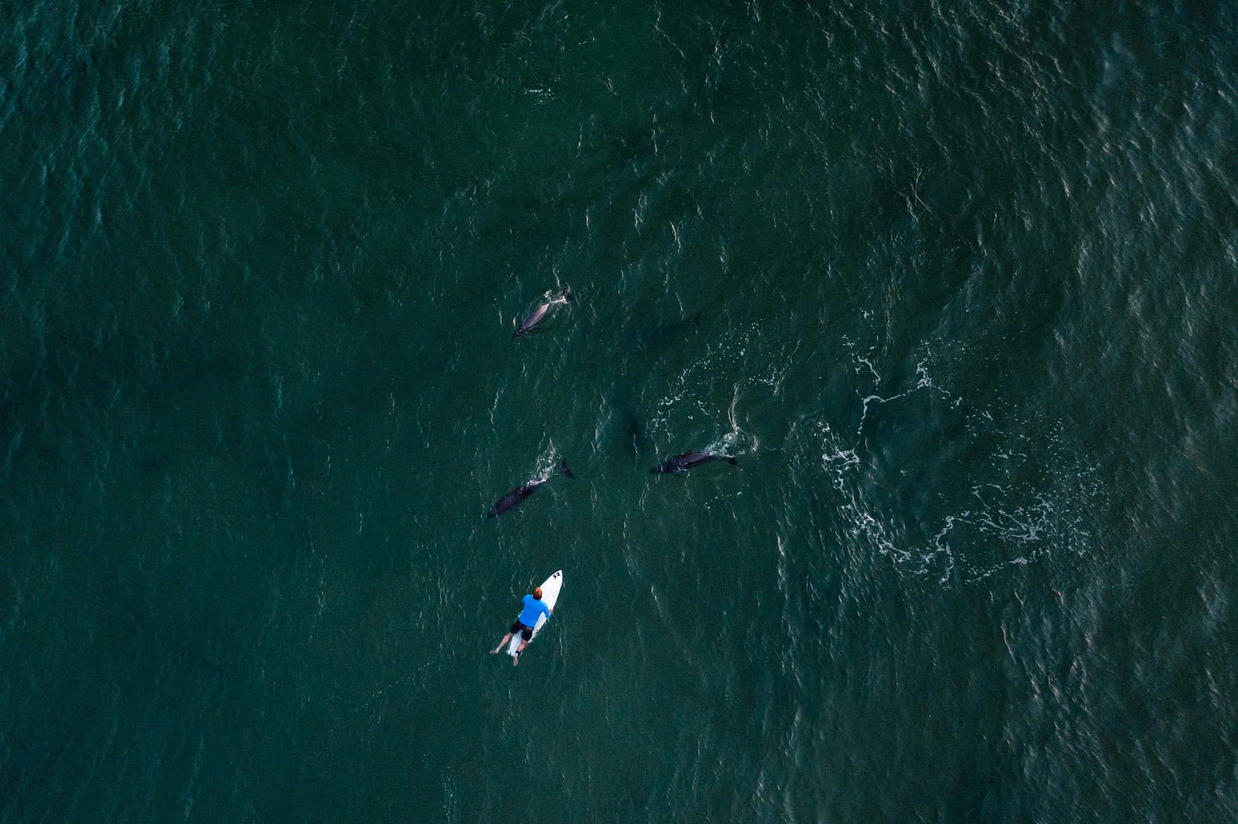 Surfing with Dolphins