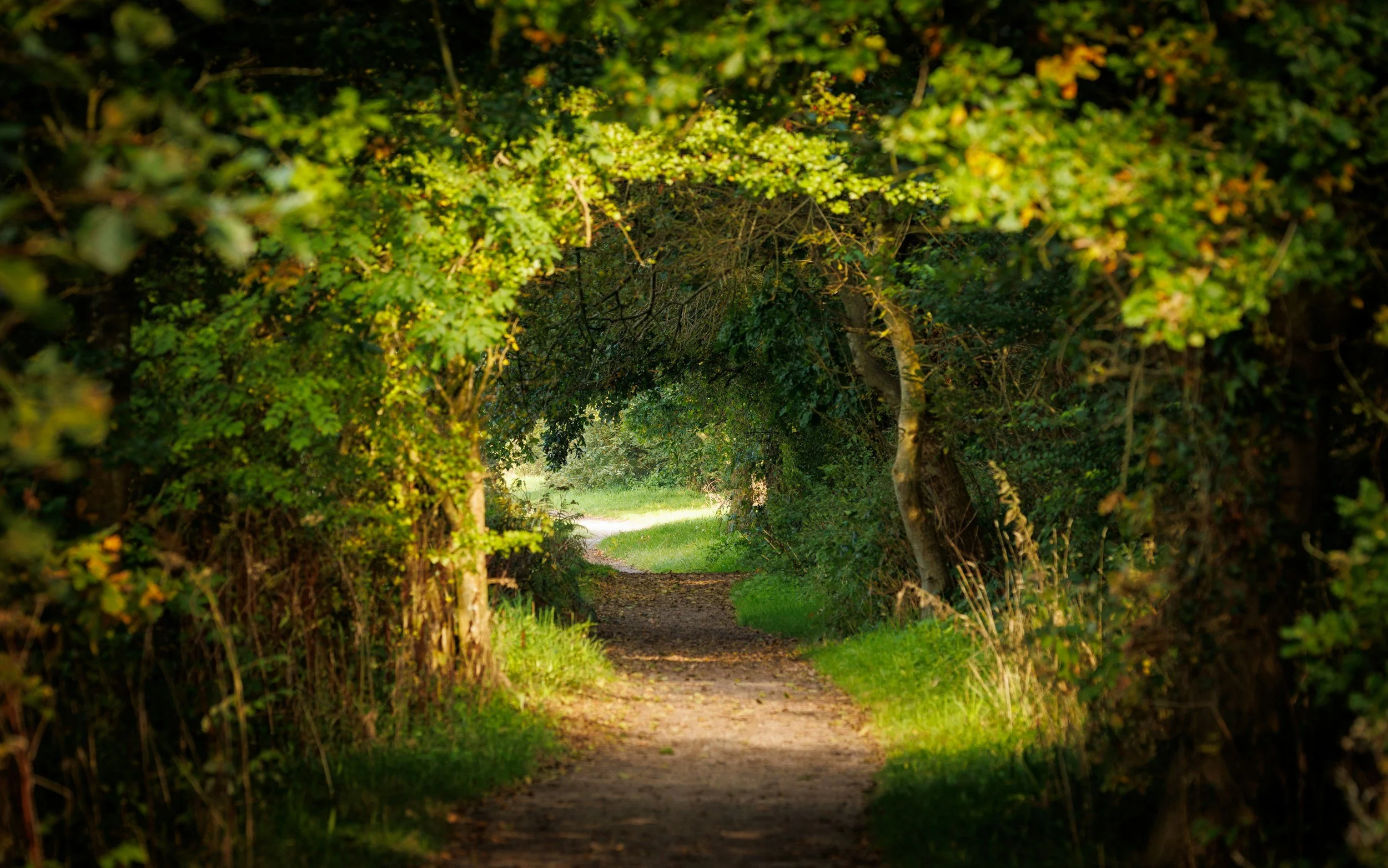 A dirt path runs through a green, leafy archway formed by overhanging tree branches, leading to a sunlit clearing.