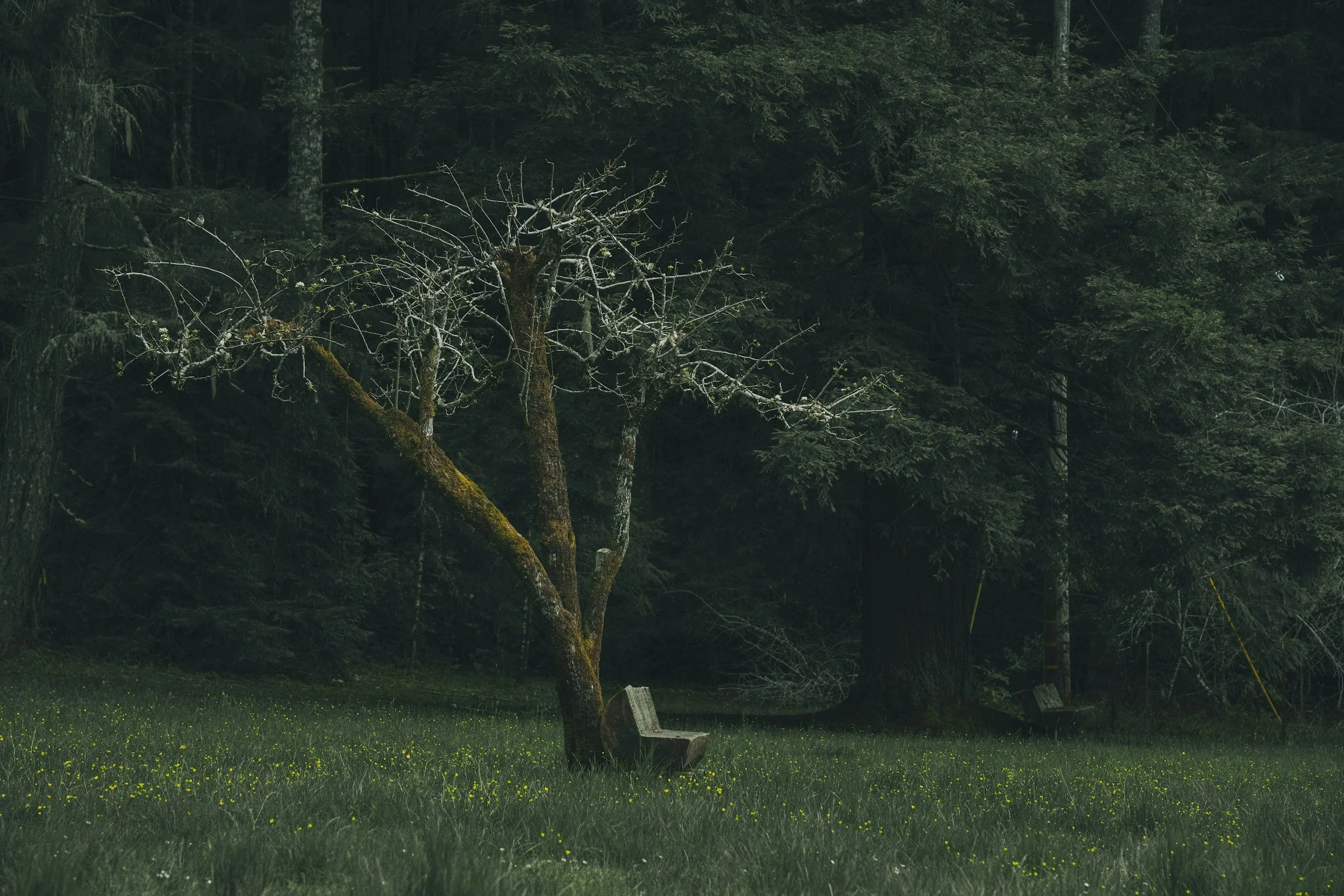 A forest scene with a leafless tree in the foreground, surrounded by dense green trees and a grassy area with small yellow flowers.