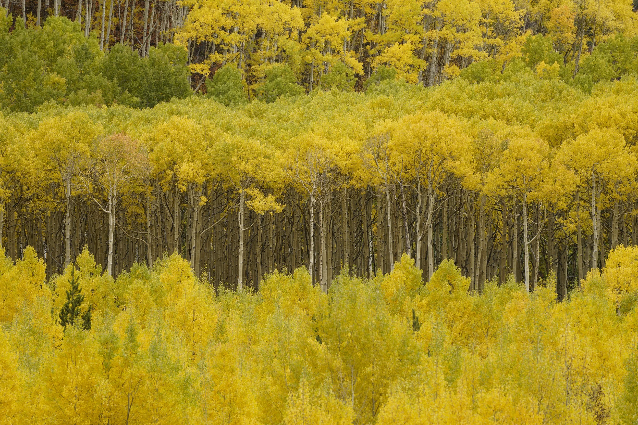 A forest with trees showing yellow and green autumn foliage, with a dense underbrush of yellow-green plants.