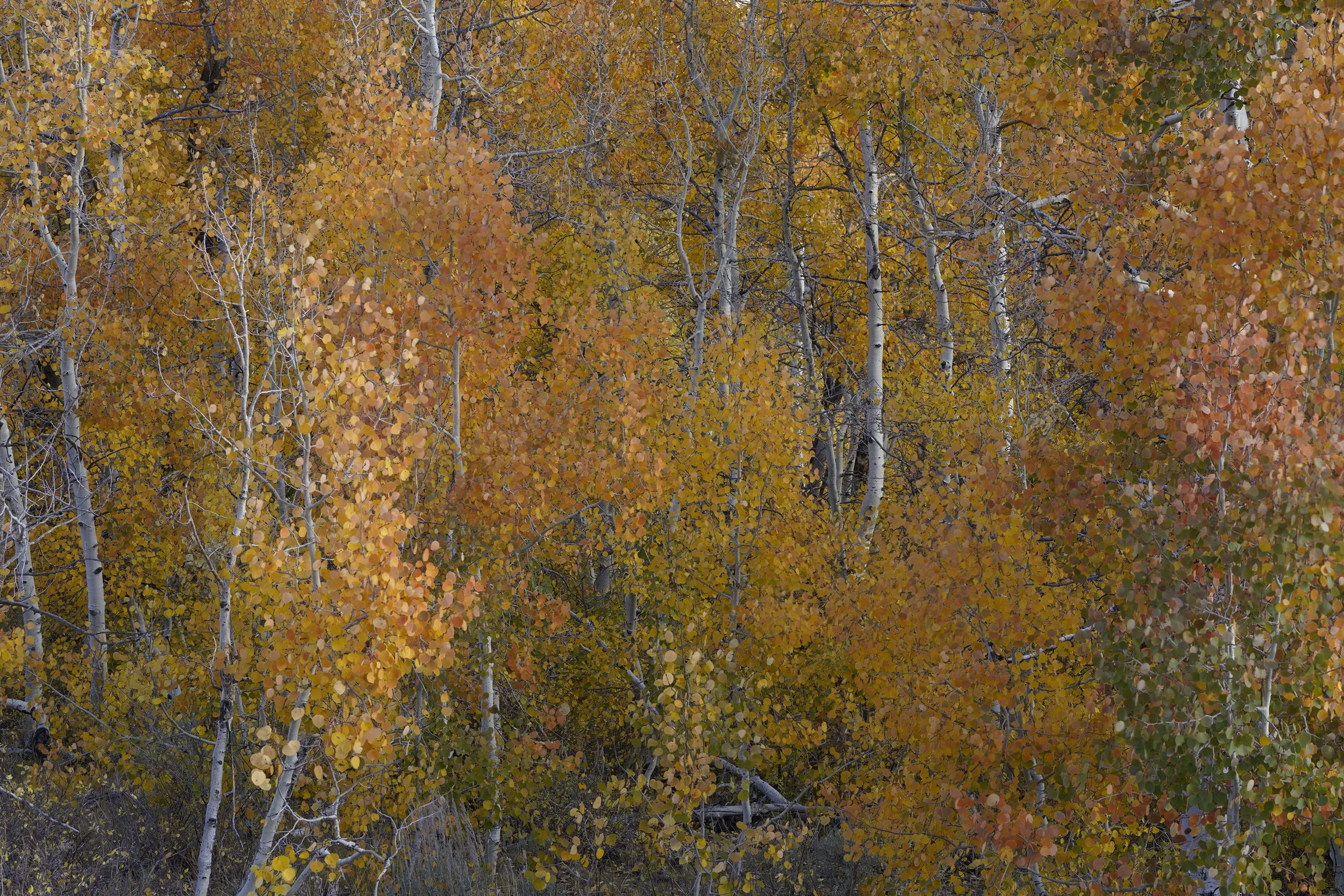 Autumn forest with orange, yellow, and red leaves on trees, some tree trunks visible, ground covered with fallen leaves.