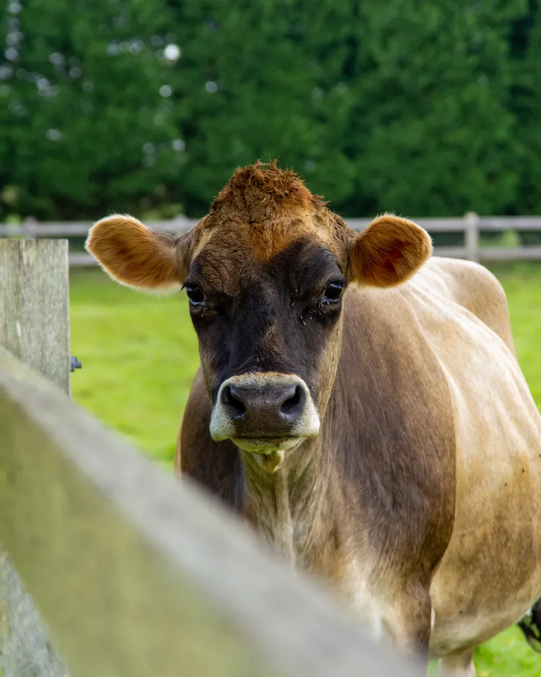 Close-up of a young cow with brown and black fur, standing in a green pasture with a wooden fence and trees in the background.