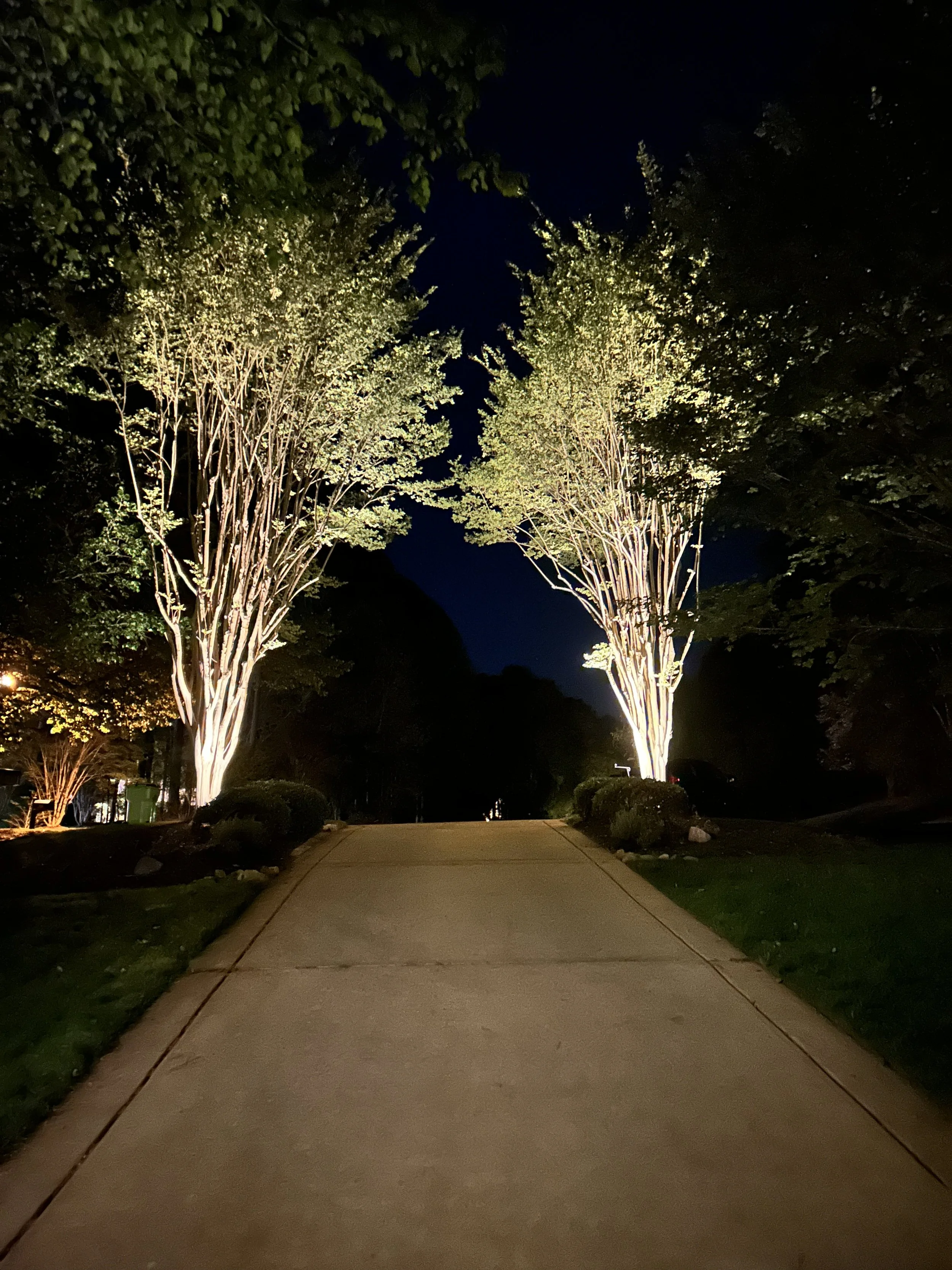 Night view of a sidewalk flanked by lit trees with bright lighting illuminating their trunks, in a landscaped area.