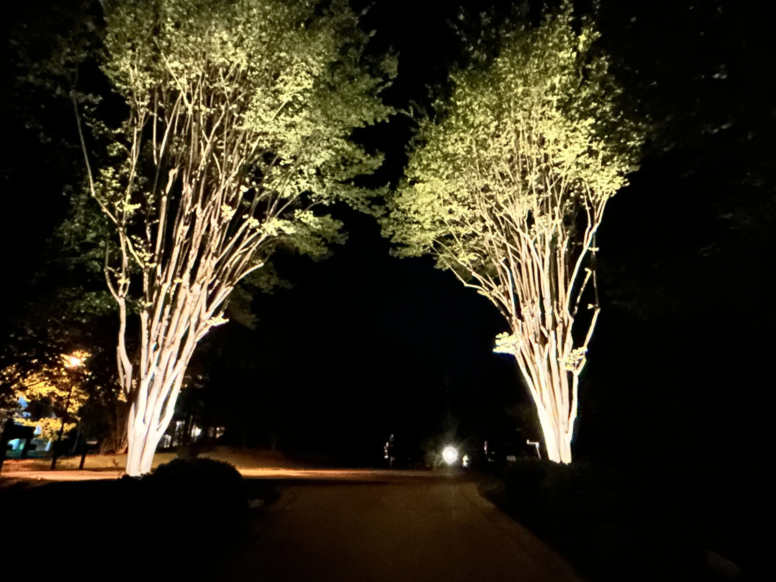 Night view of trees illuminated with yellow lighting, with a dark sky and a few small lights in the background.