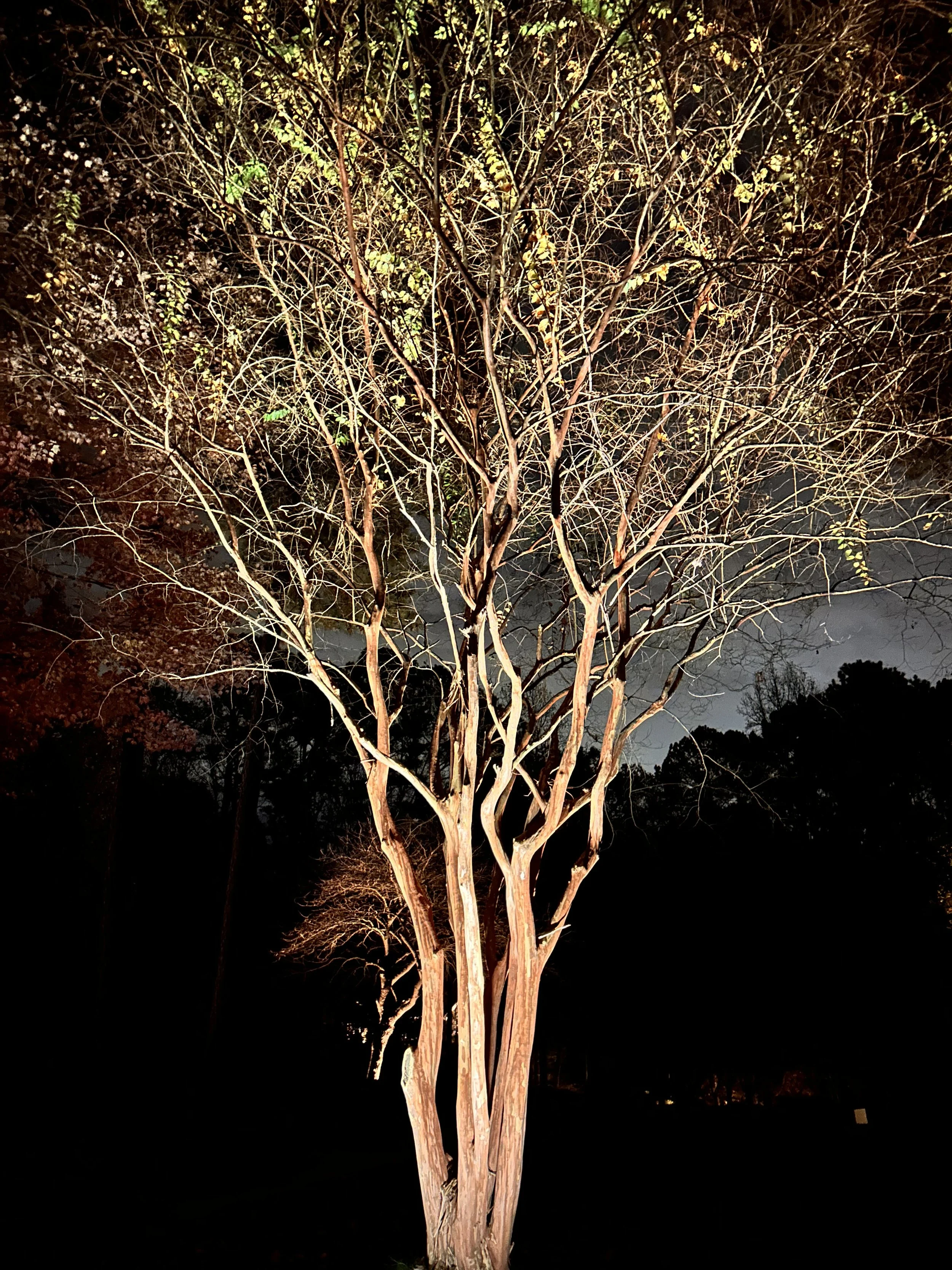 A leafless tree illuminated by warm outdoor lighting against a dark night sky, with some distant trees visible in the background.