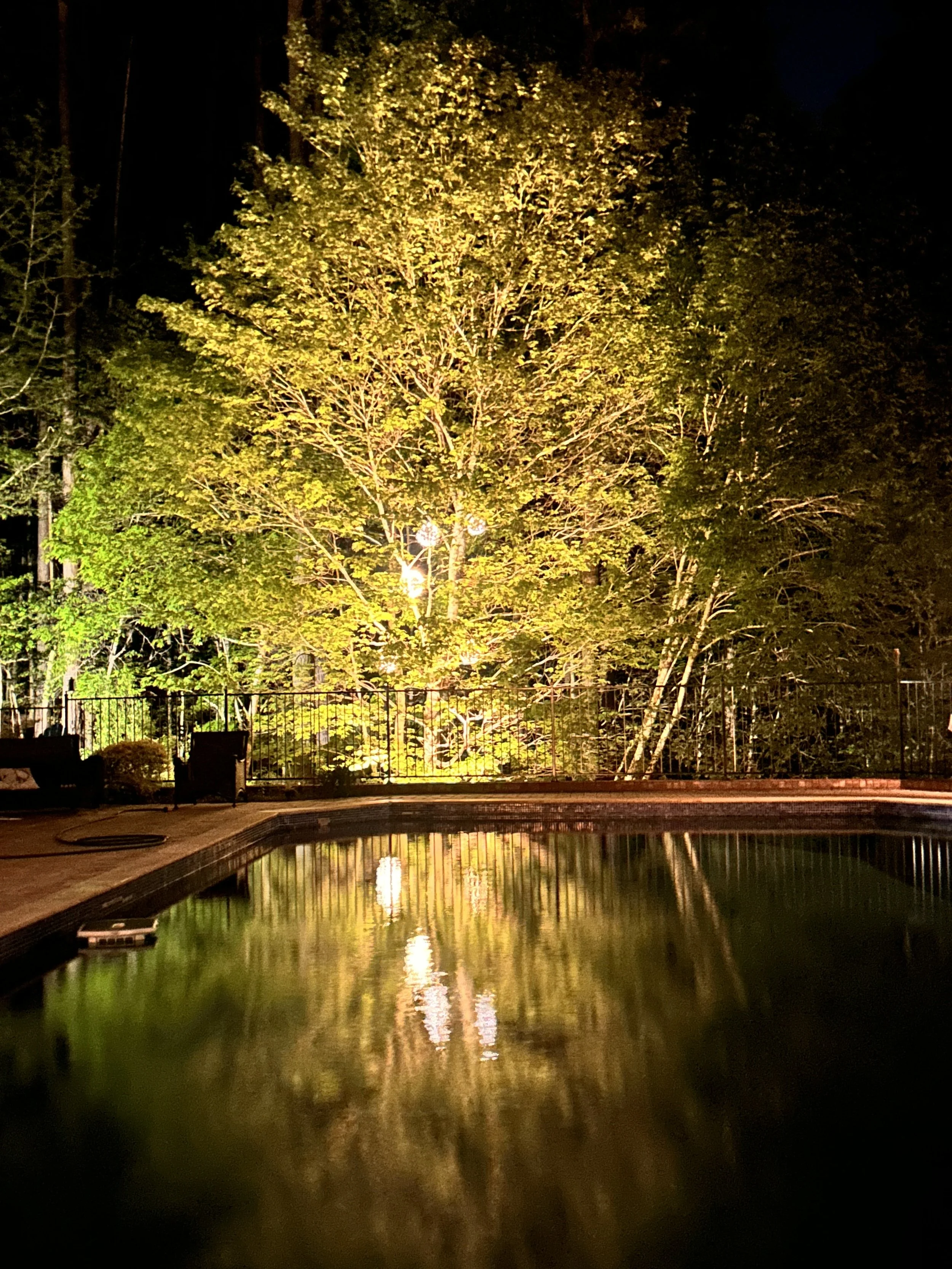 Nighttime scene with a lit tree in the background and a reflection in a swimming pool in the foreground.