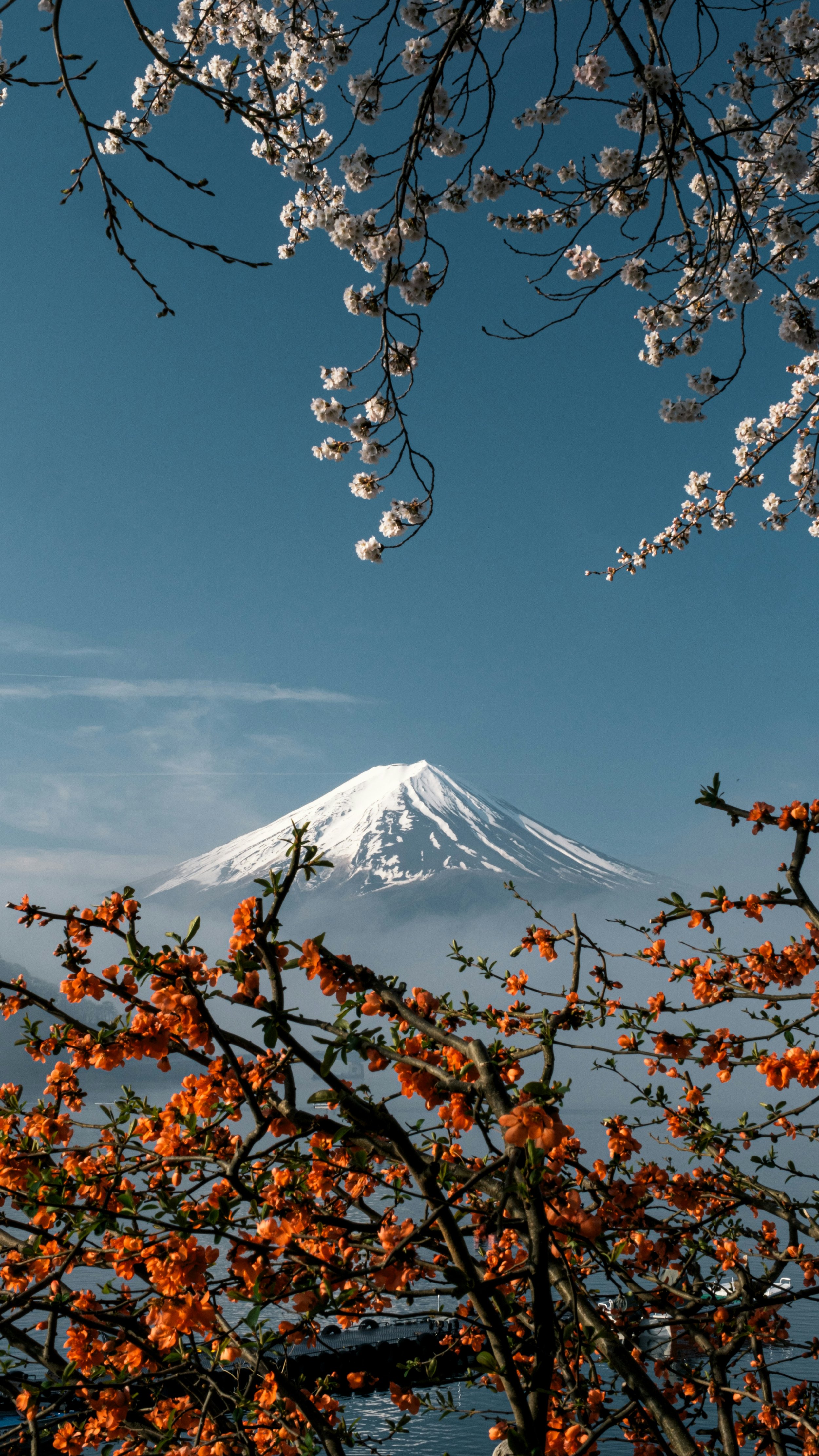 Snow-capped mountain, Mount Fuji, framed by blossoming cherry and orange flowering trees against a clear blue sky.