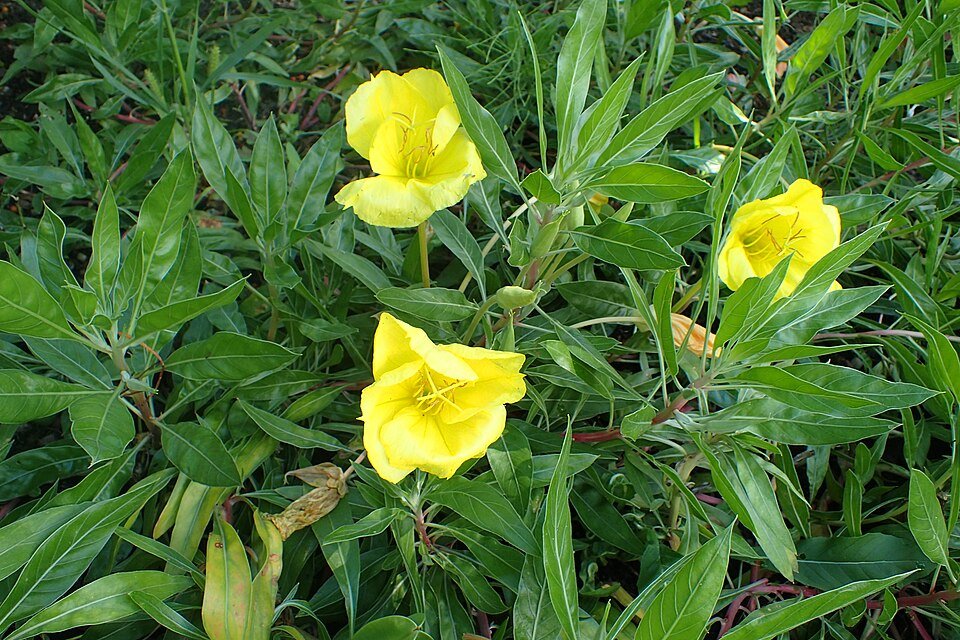 Missouri Evening primrose (Oenothera macrocarpa)