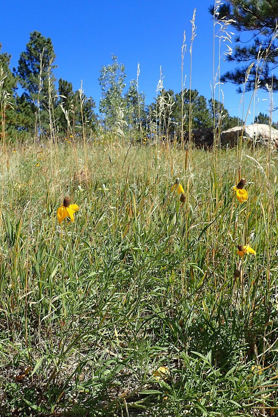 Ratibida_columnifera_kz05.jpg