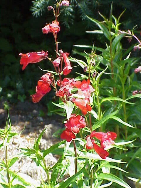 Beardlip penstemon (Penstemon barbatus)