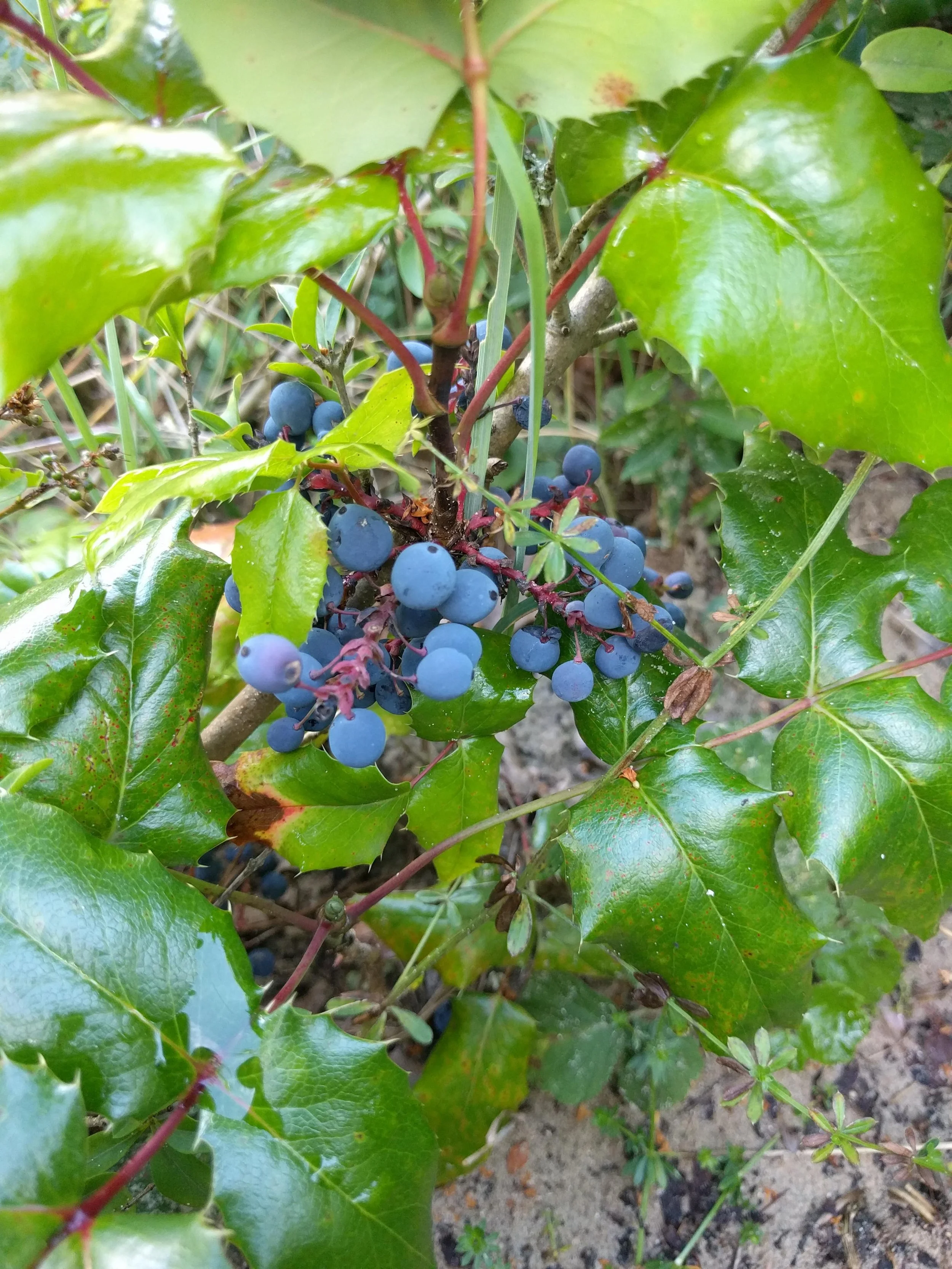 Oregon grape (Mahonia aquifolium)