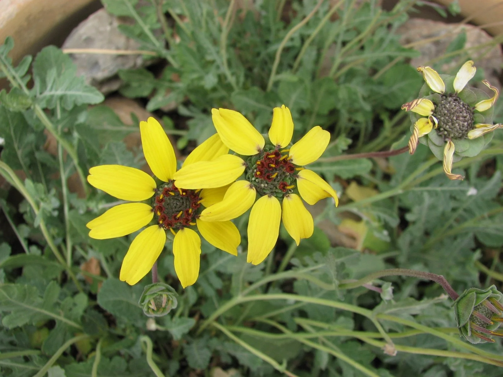 Chocolate flower (Berlandiera lyrata)