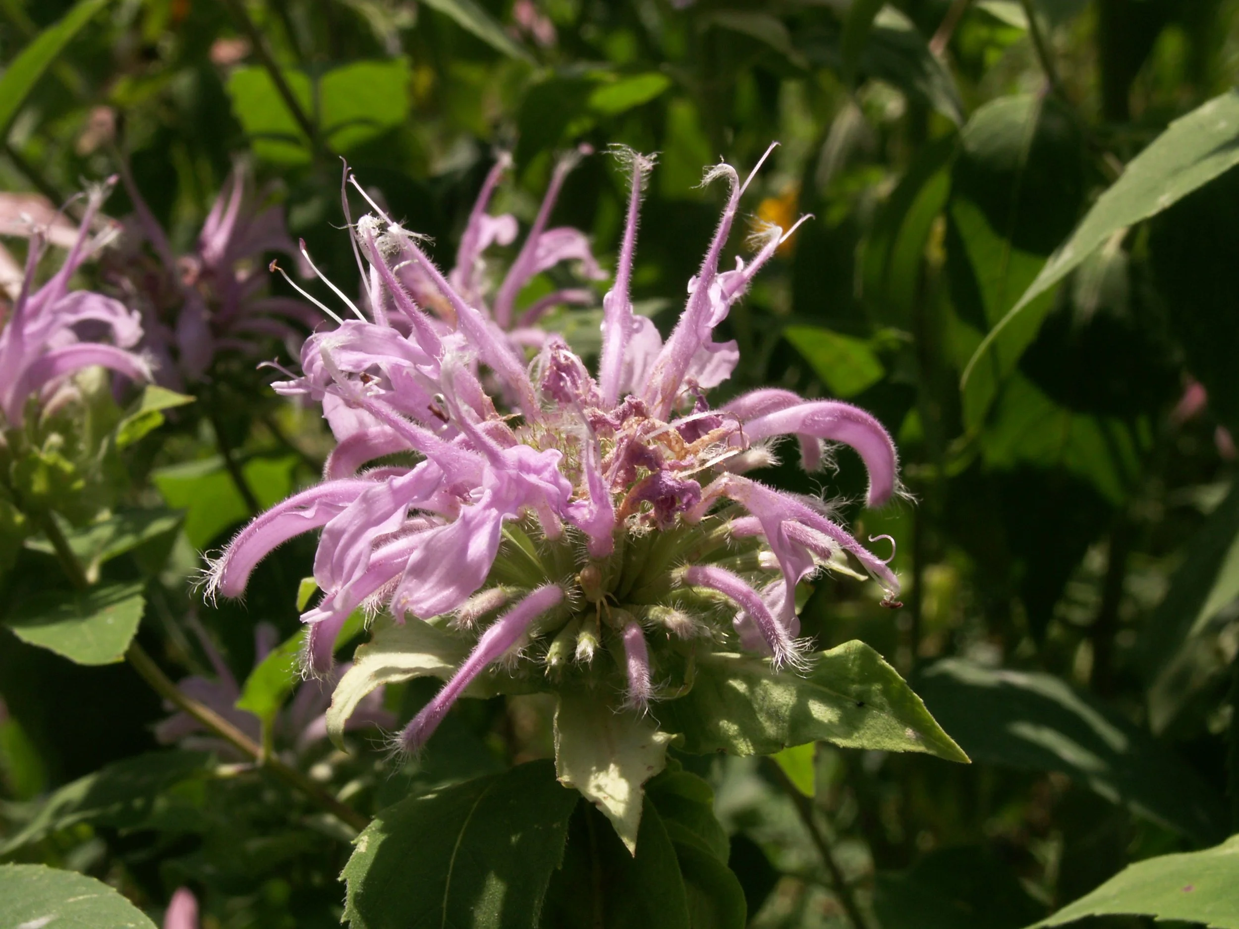 Bee balm (Monarda fistulosa)