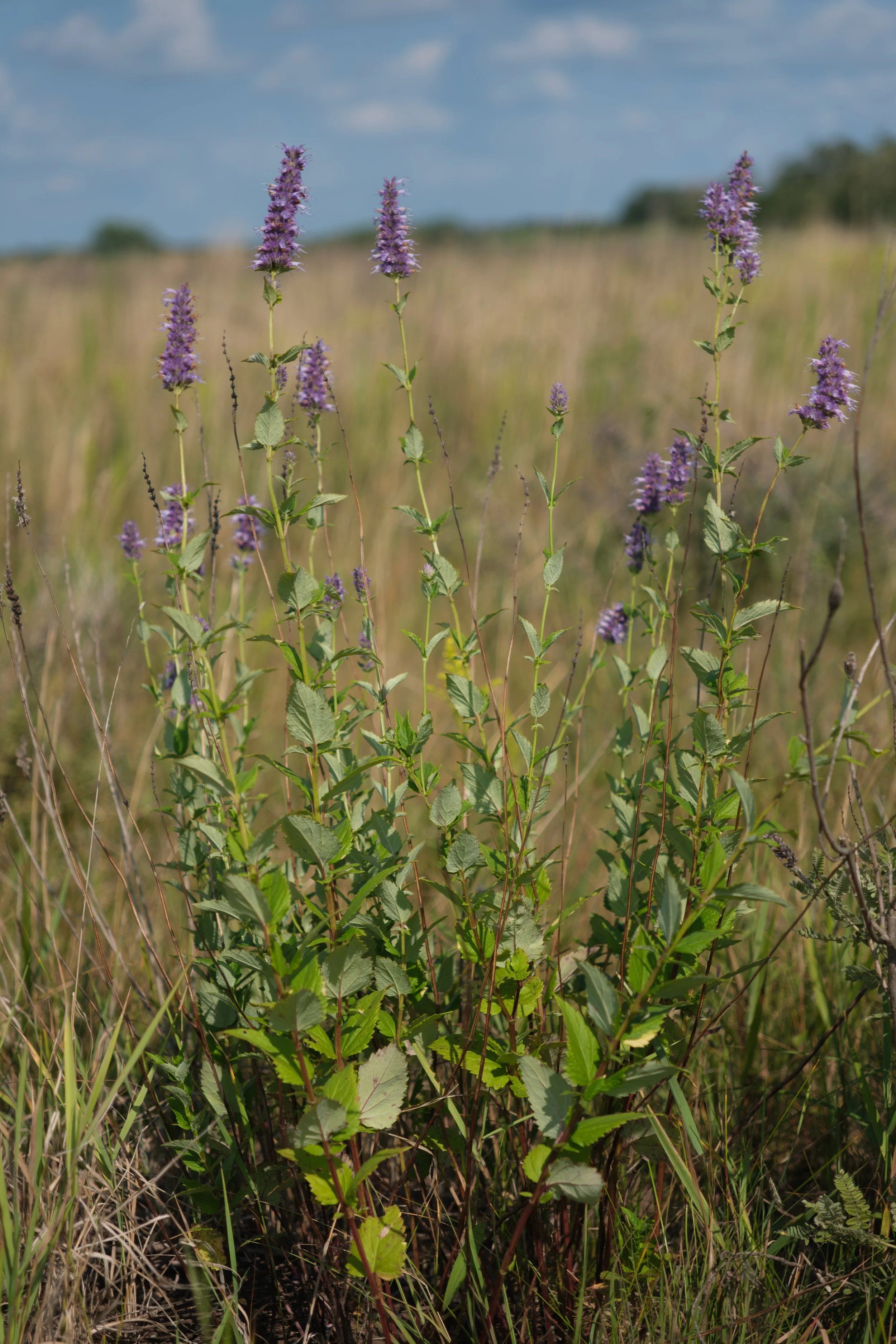 Anise hyssop (Agastache foeniculum)