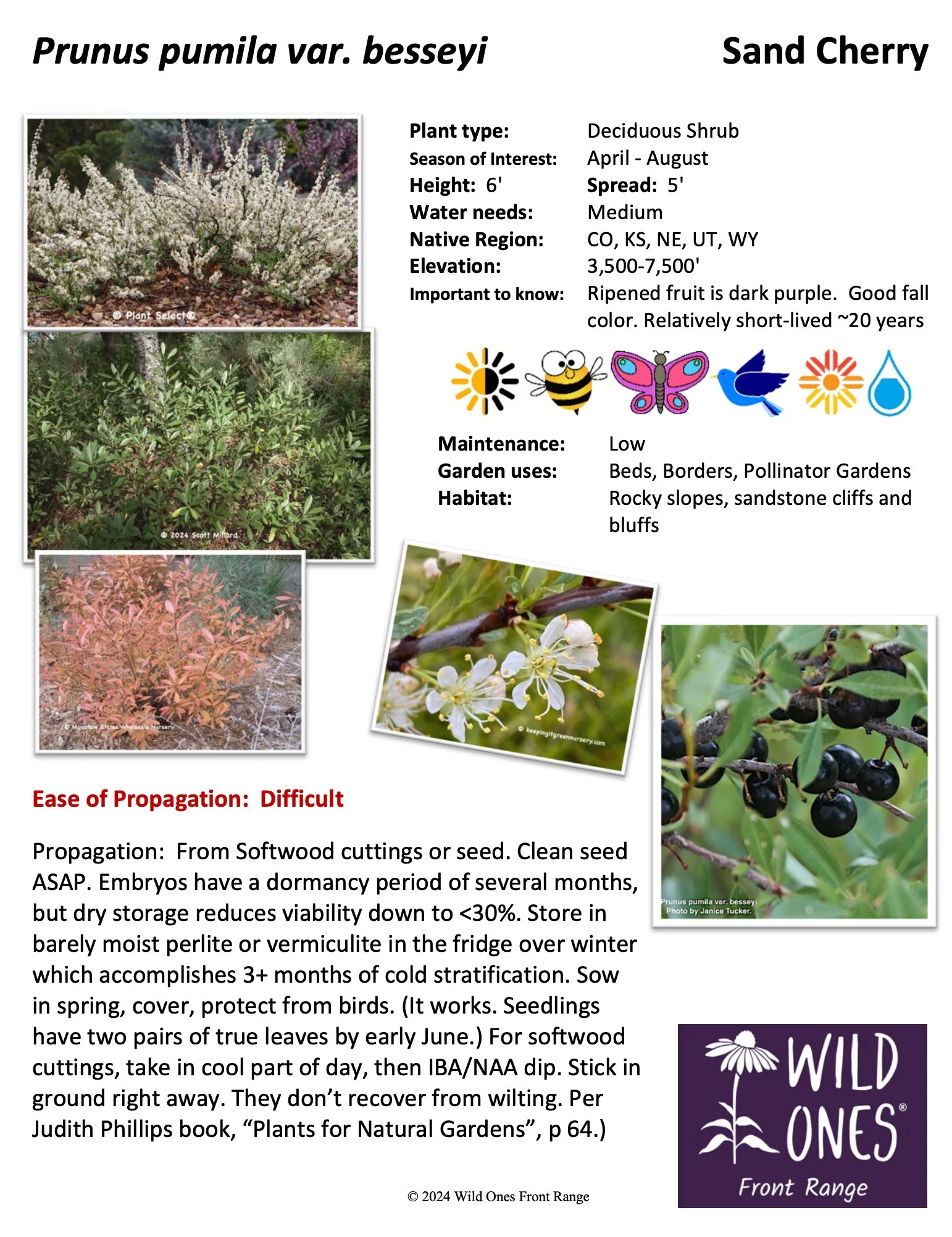 Prunus-pumila-var.-besseyi-Sand-Cherry-–-Shrub-–-Native-Plant-Species-Sheet.jpg