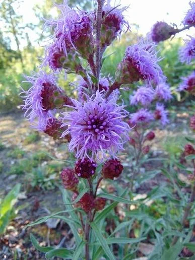 Rocky Mtn. gayfeather (Liatris ligulistylis)