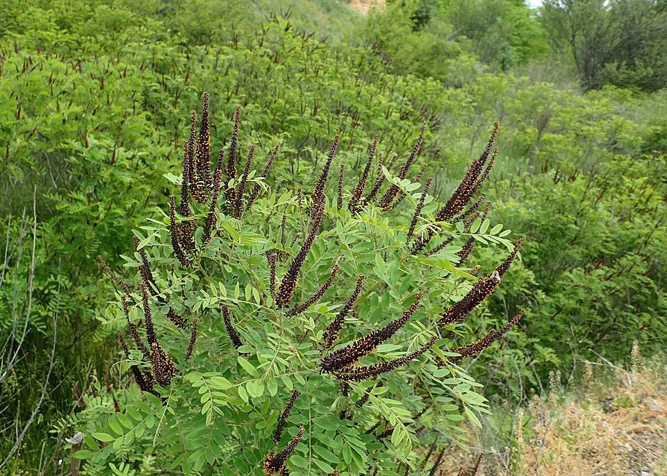 False indigo (Amorpha fruticosa)