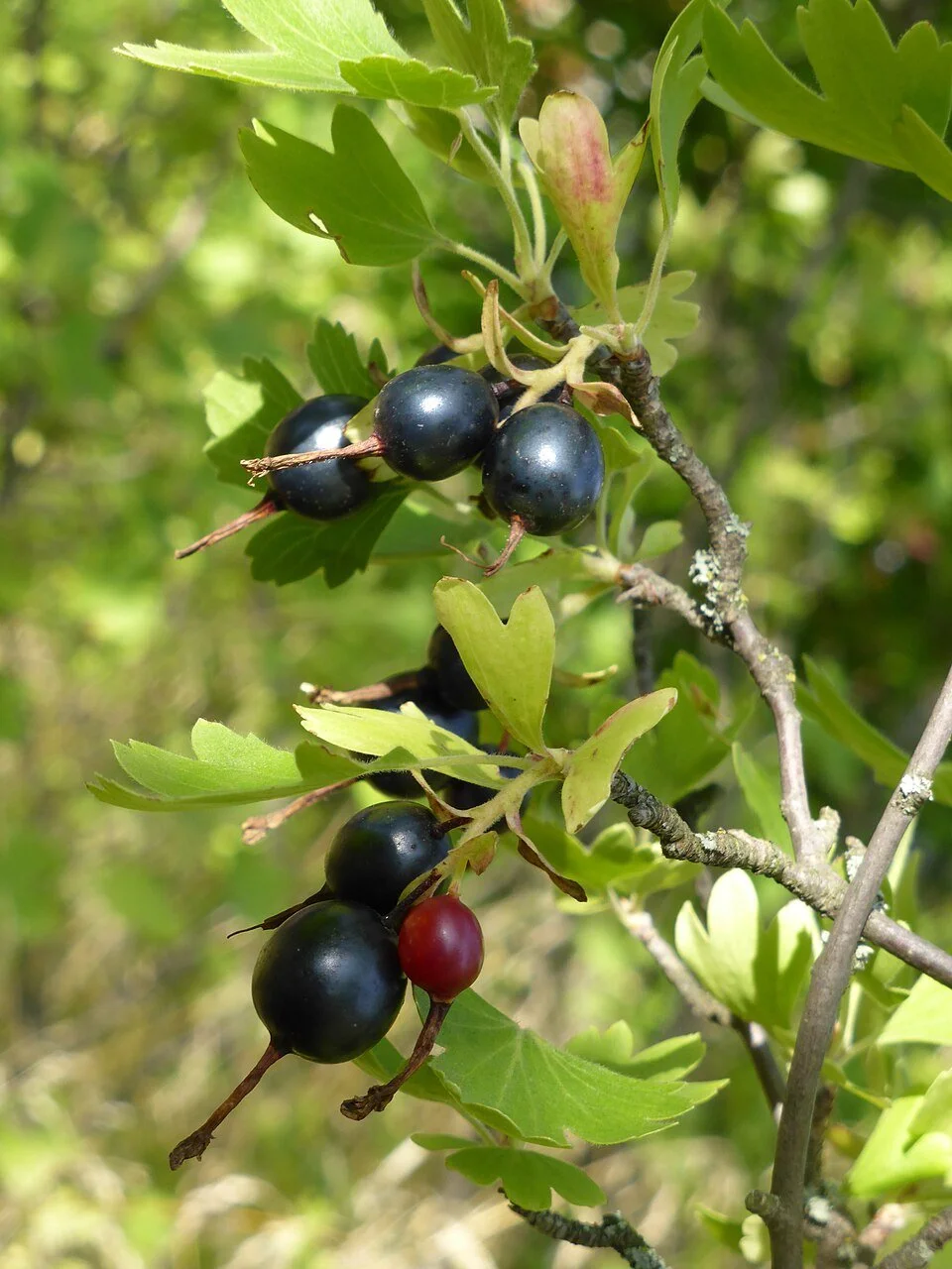 Grossulariaceae-_Ribes_aureum_(Golden_Currant)_-_cultivated.jpg