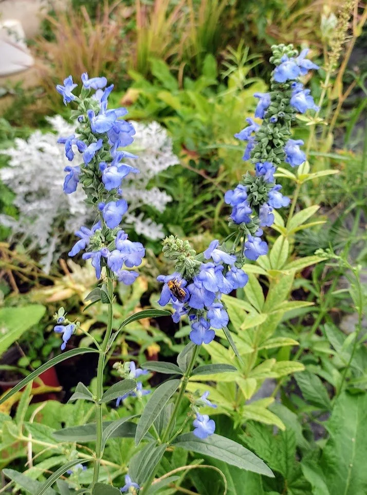 Salvia_azurea_2.jpg