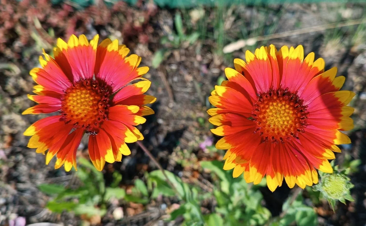 Blanketflower, red-flowered (Gaillardia aristata)